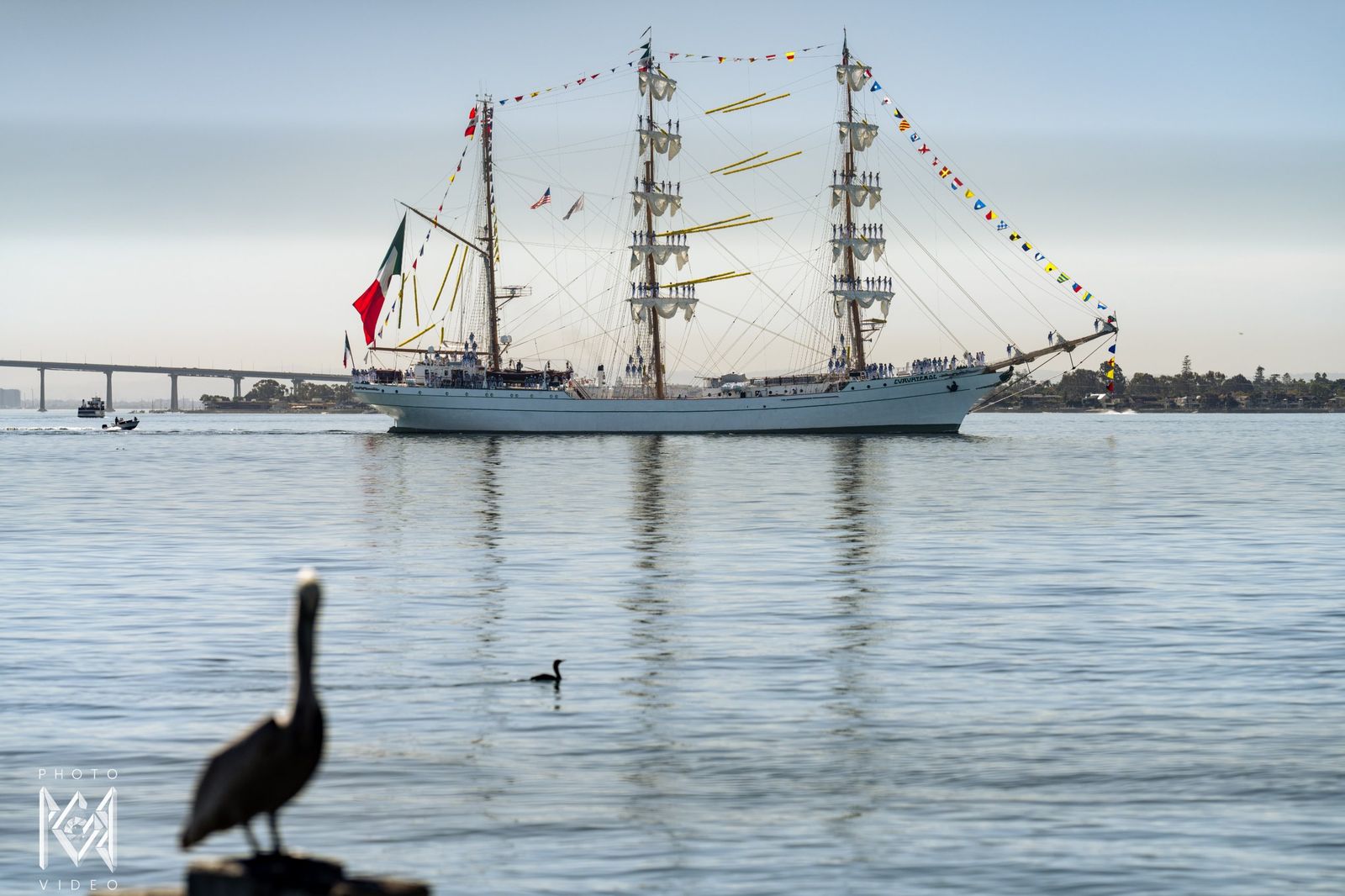 A brown pelican in silhouette on a post as the ship passes beneath a long bridge