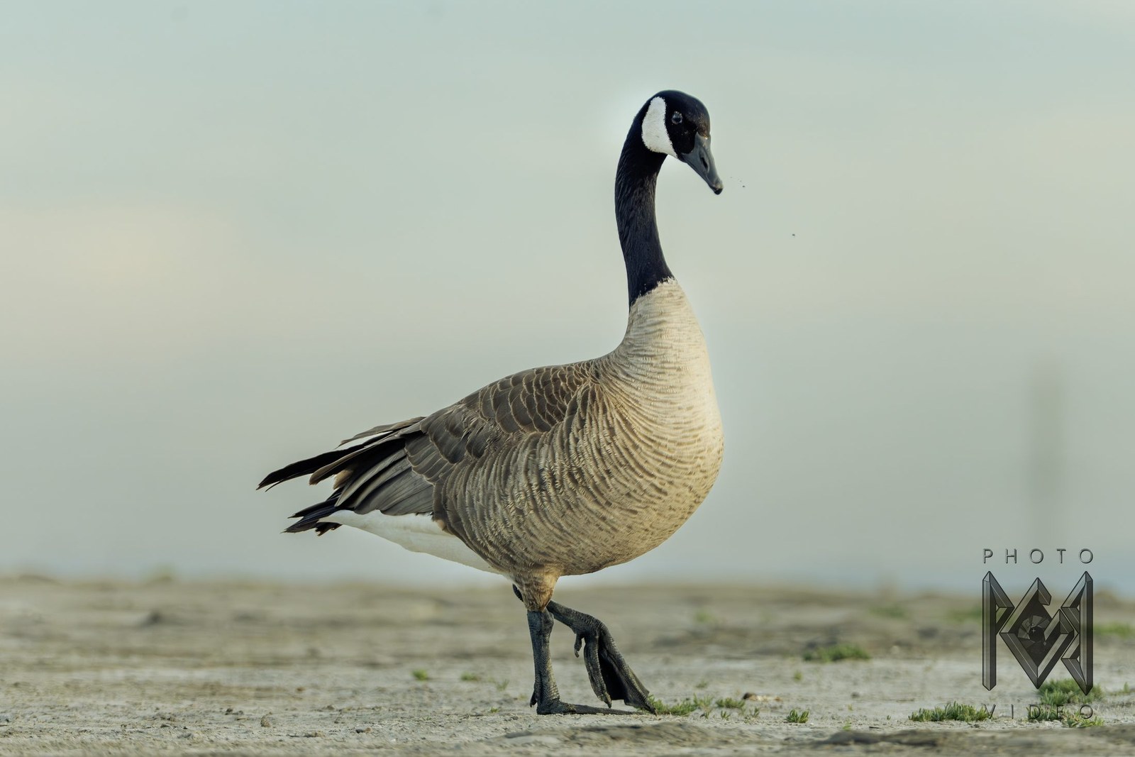 A Canada goose mid-stride across bare ground, one foot lifted, against a soft pale sky