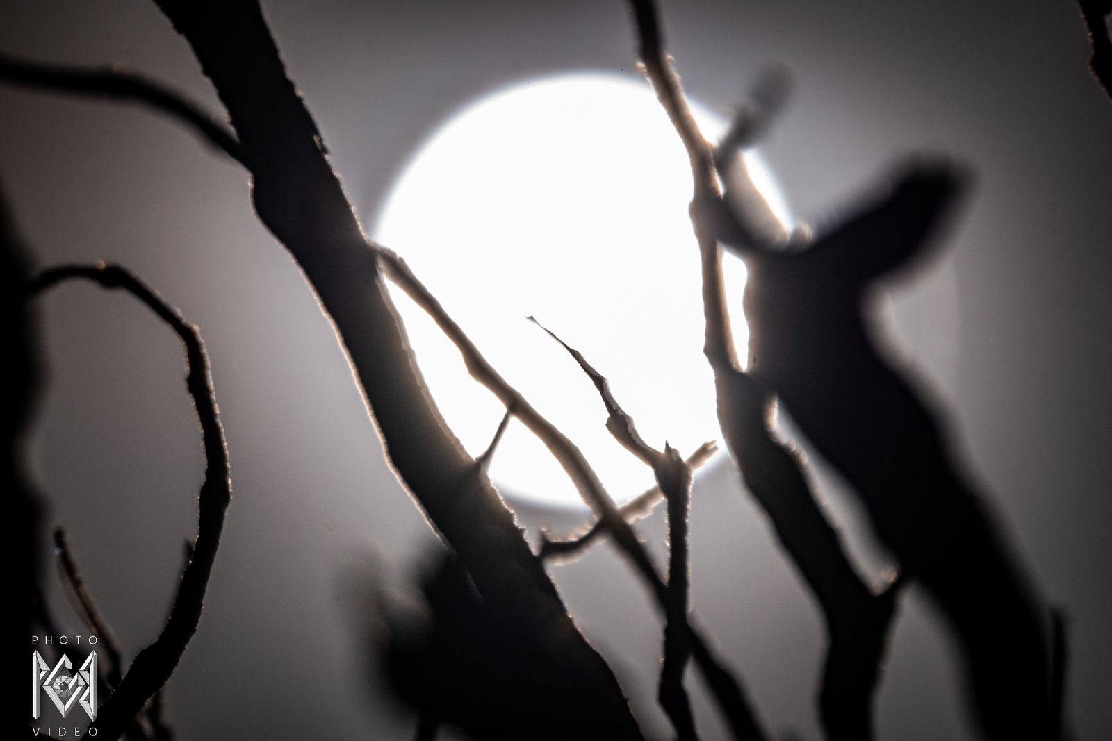 The glowing full moon behind the black silhouettes of bare branches
