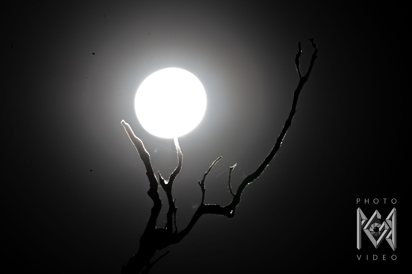 The full moon, blown white, behind the forked silhouette of a dead branch against a soft black halo