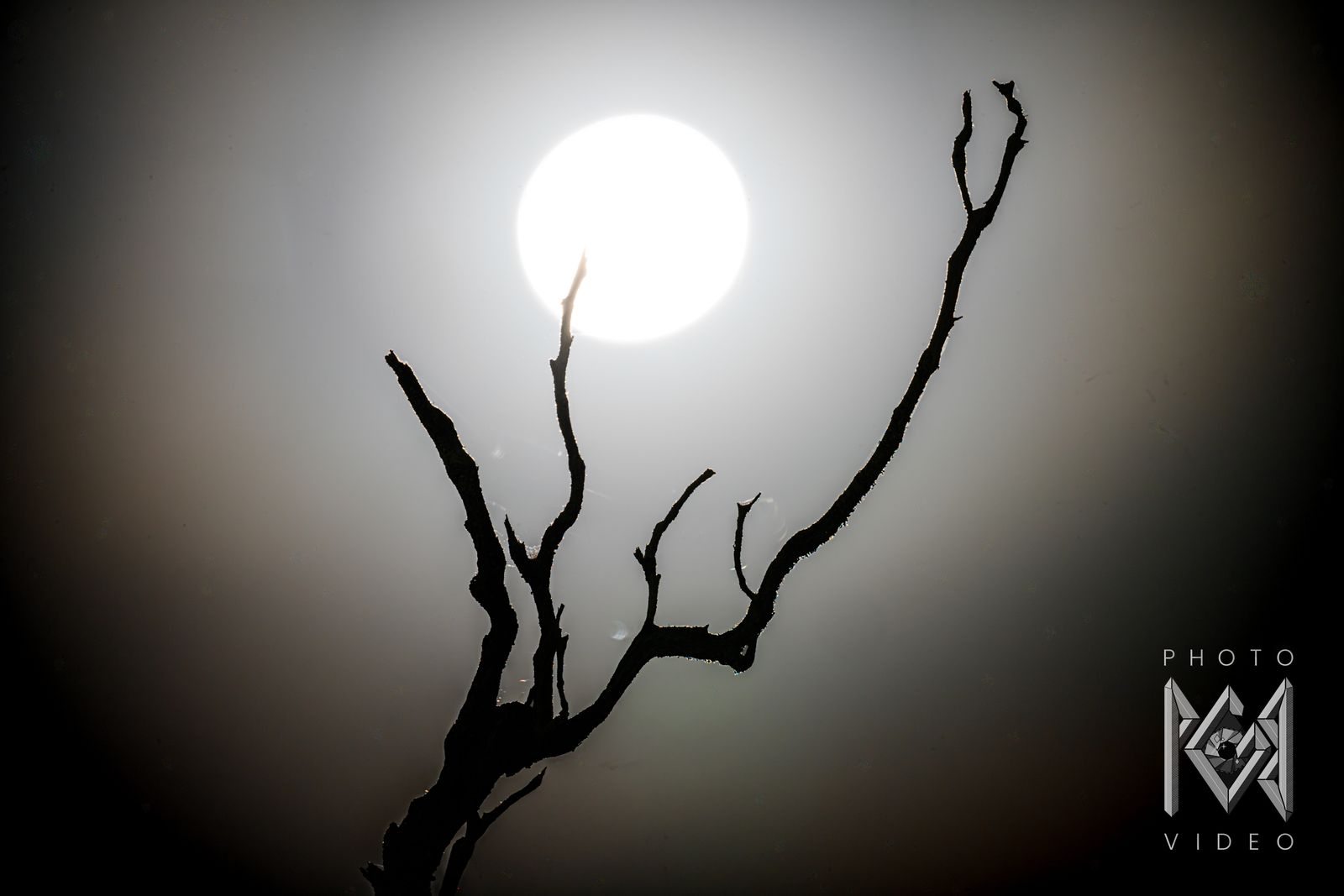 The full moon in a wide, pale halo above the black silhouette of a dead tree