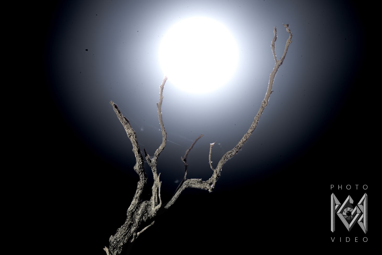 A dazzling moon haloed in blue-white light above the bare branches of a dead tree on black