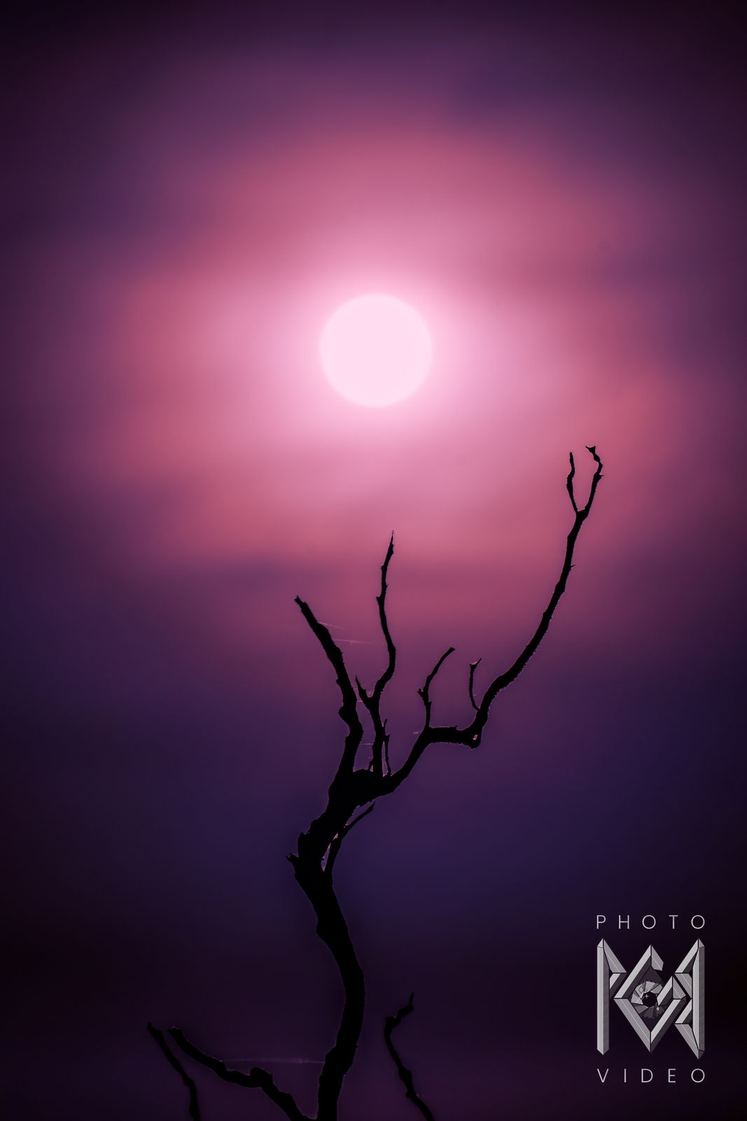 A pink-lit moon in a violet haze above the thin silhouette of a dead branch