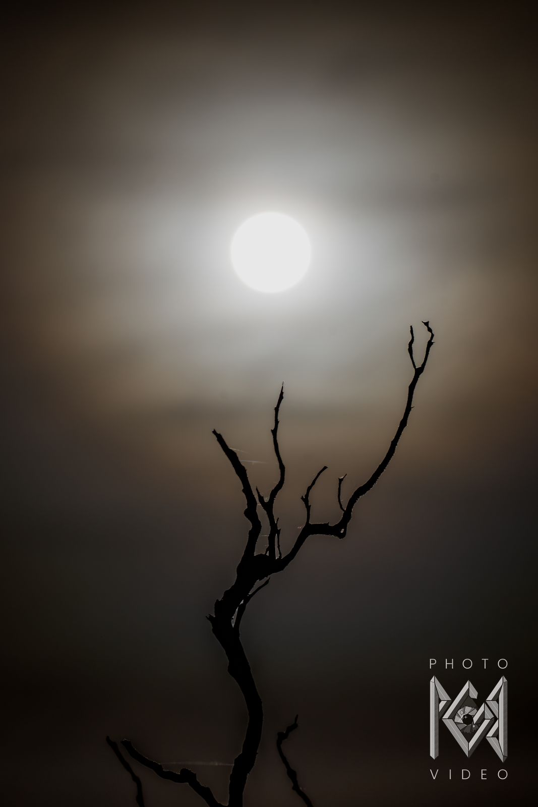 A small white moon in a warm, hazy brown sky above the silhouette of a dead tree
