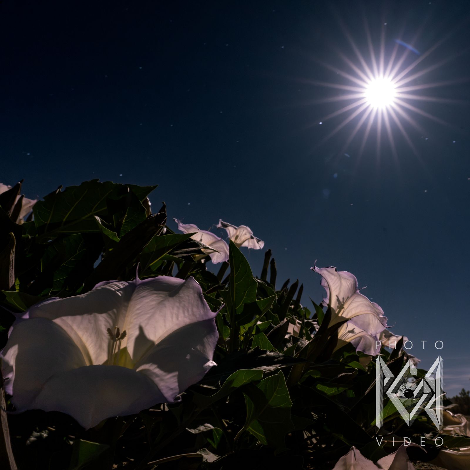 White trumpet flowers and dark leaves in the foreground, with a starburst moon and stars in the night sky above