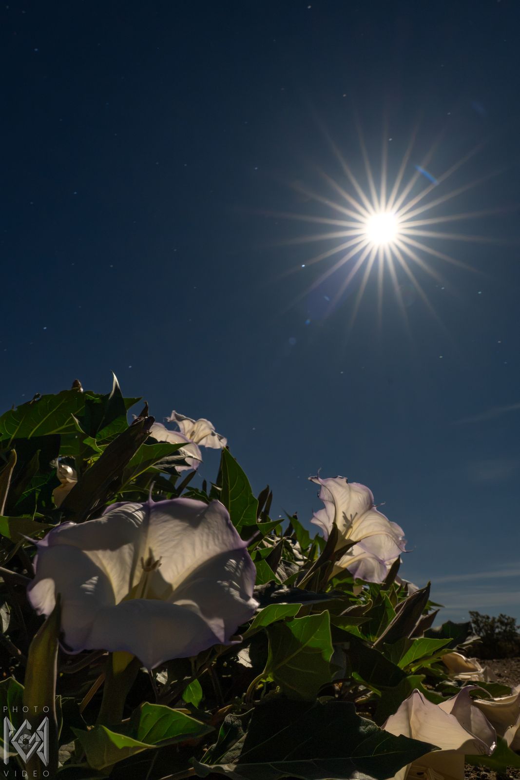 Pale trumpet flowers and green leaves at the bottom of the frame, a starburst moon above in a deep blue night sky