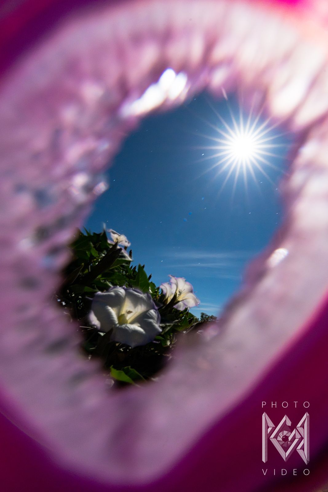 A starburst moon and a white trumpet flower seen through a ragged pink opening, the foreground petals blurred into a magenta frame