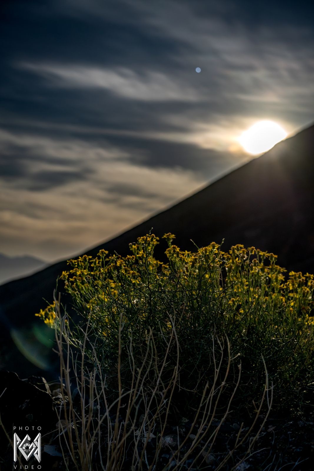 The sun-bright moon slipping behind a dark ridge through streaked clouds, a yellow-flowered shrub in the foreground