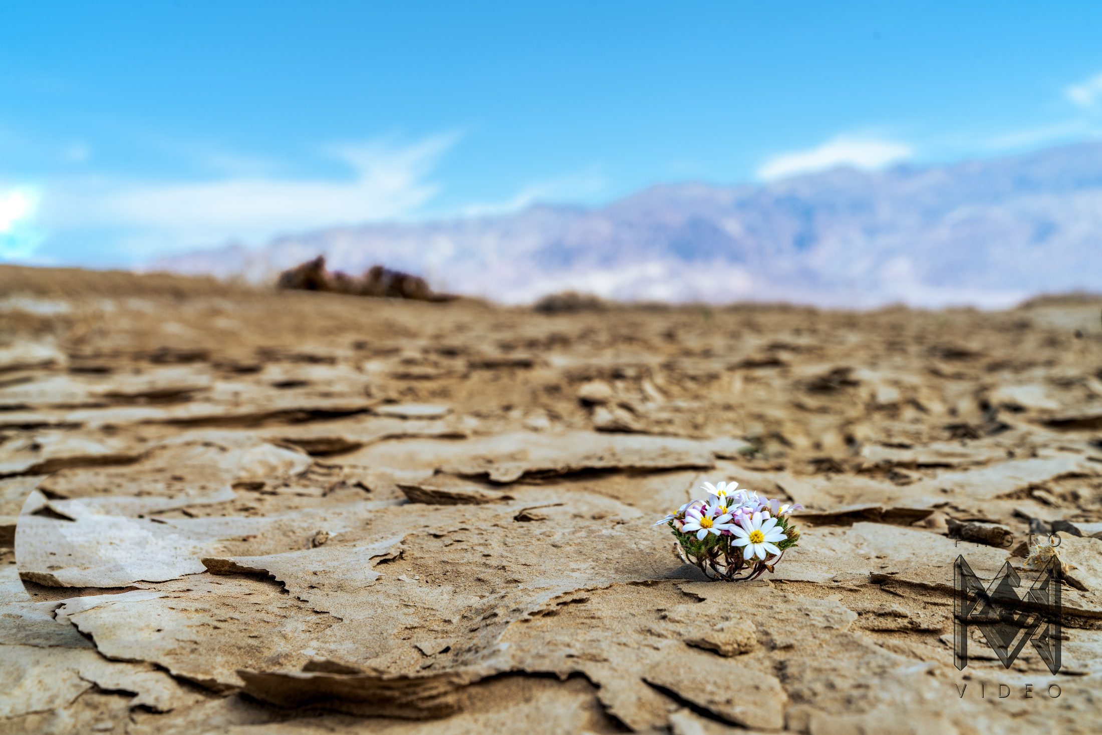 A single small white wildflower blooming from cracked, sun-baked mud under a blue sky with distant mountains