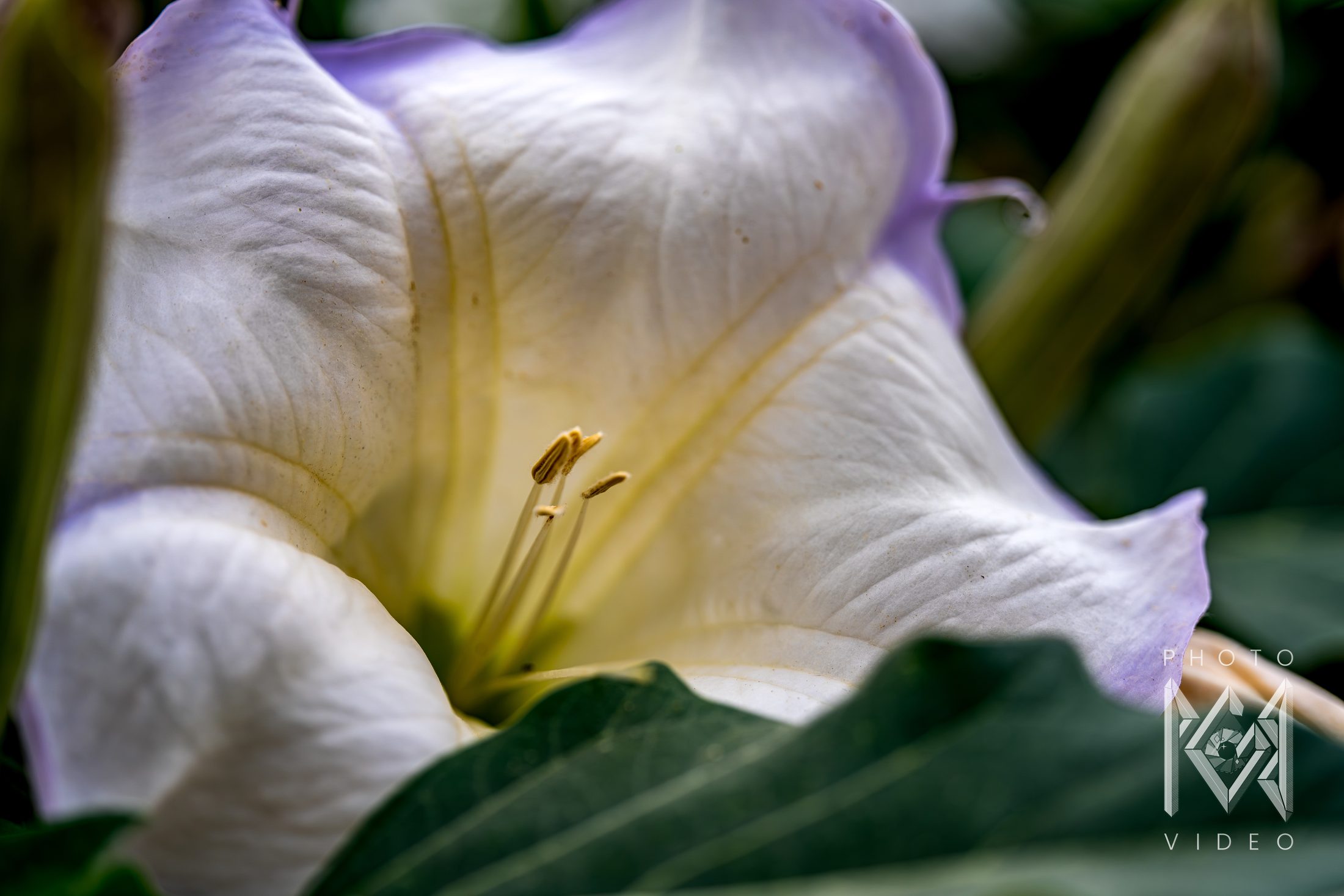 A white trumpet-shaped datura flower with a pale violet edge among broad green leaves