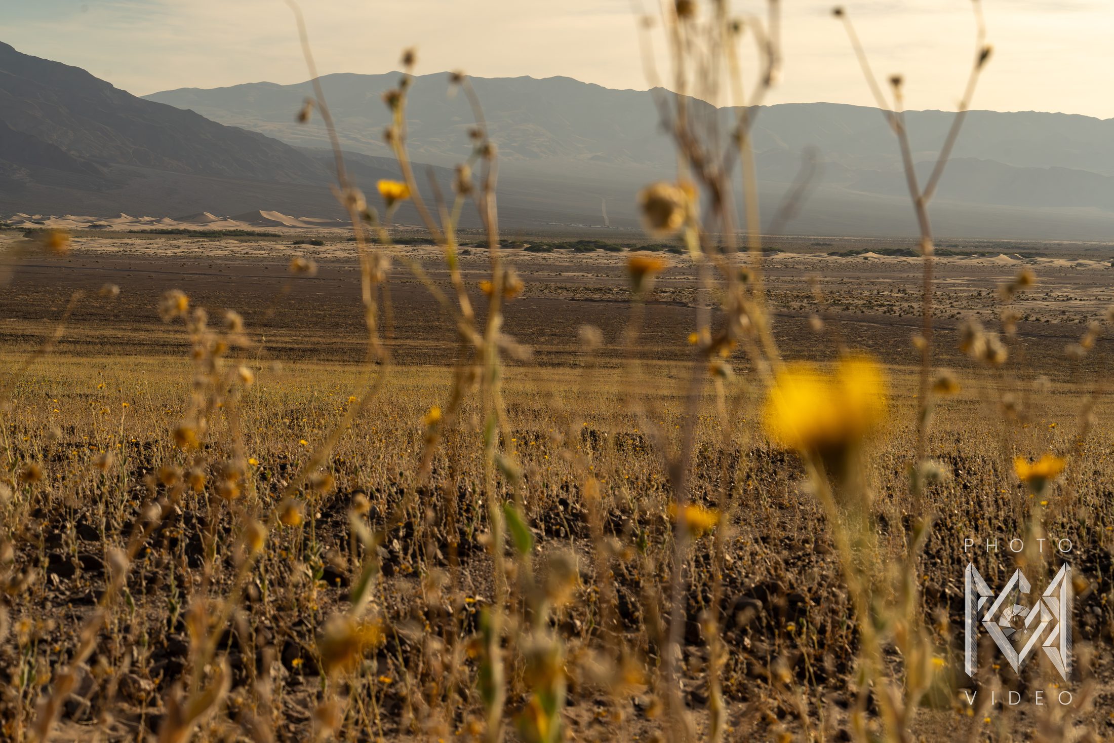 Yellow desert wildflowers and dry grasses across a sunlit valley floor, with mountains beyond
