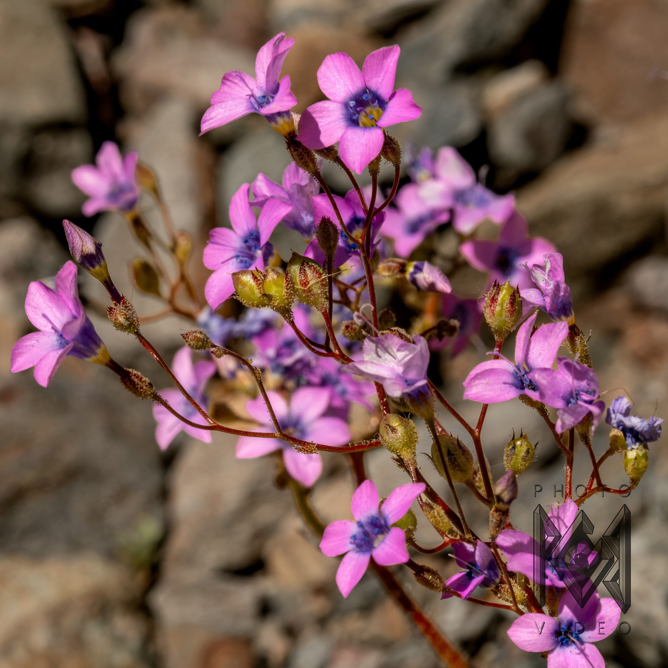 Pink desert wildflowers with violet-blue centres on fine red stems against pale rocks