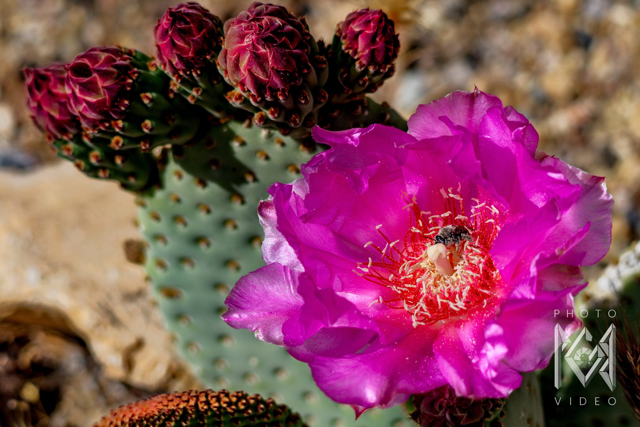 A magenta beavertail cactus flower with a bee in its red and cream centre, beside a row of deep red buds