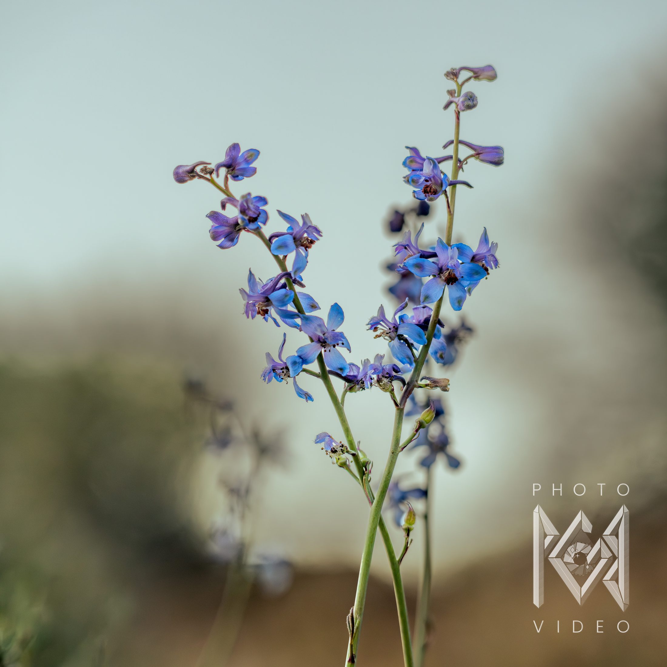 Blue and violet larkspur flowers on slender stems against a soft blue and tan desert background