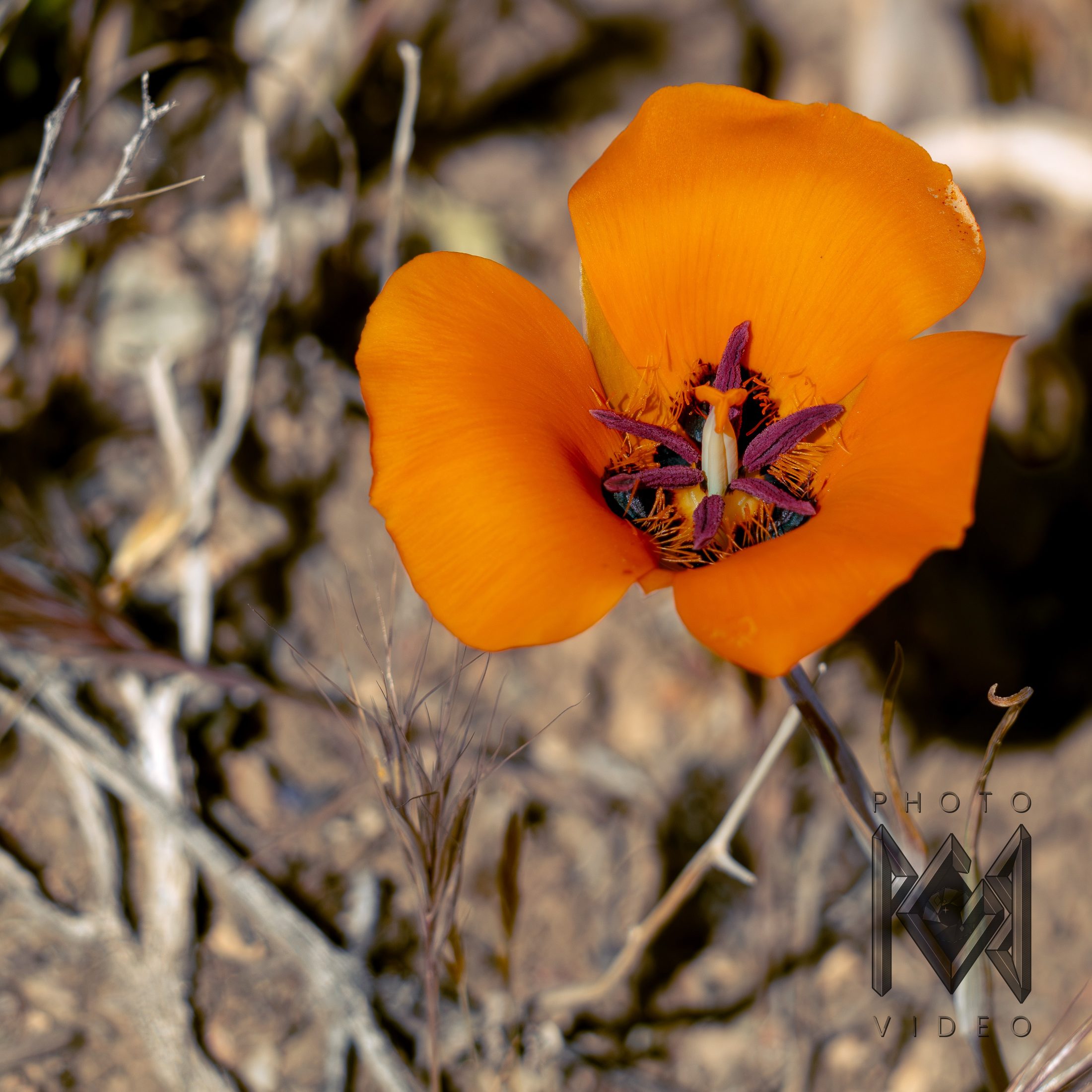An orange desert mariposa lily with a dark purple centre among dry twigs and grasses
