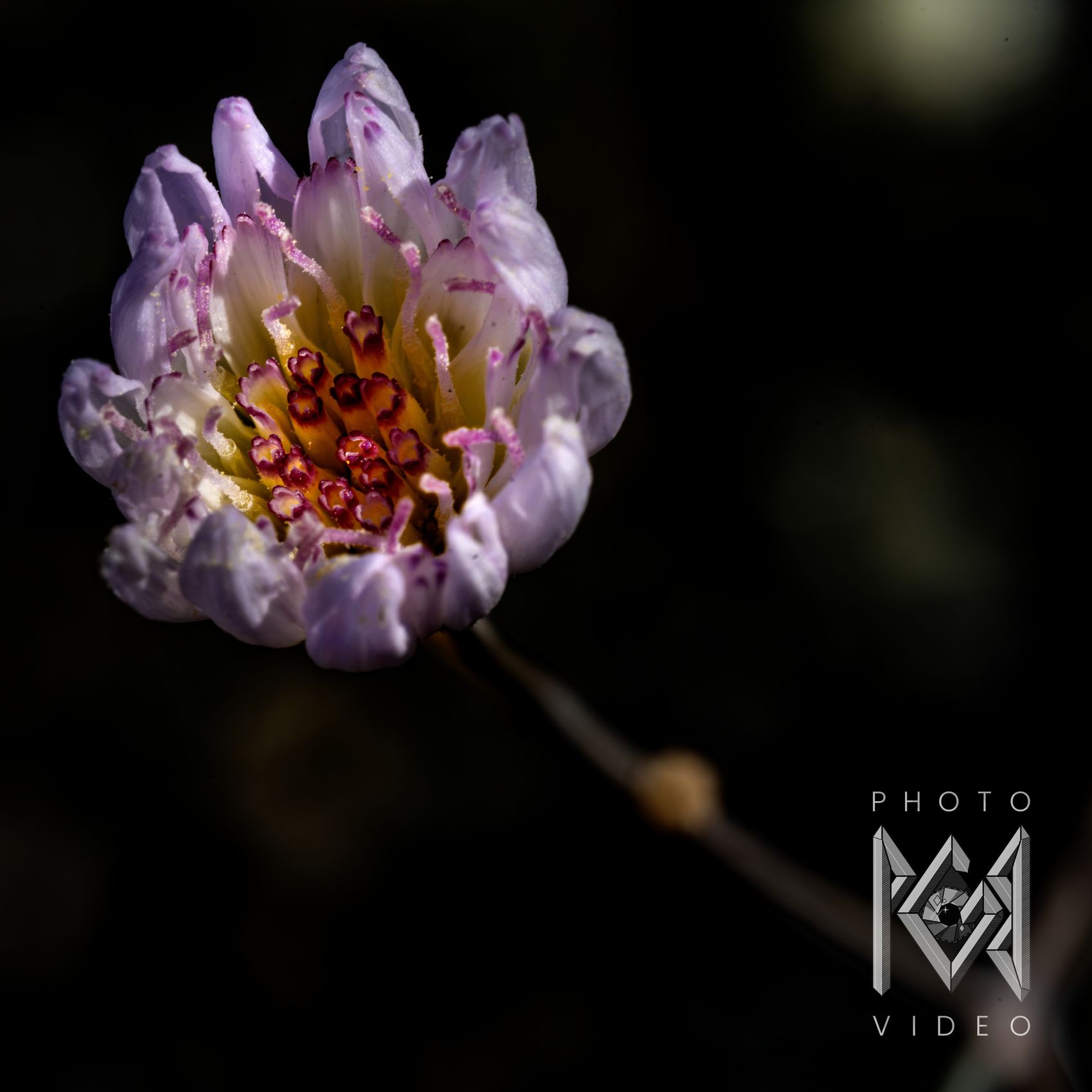 A pale lilac desert wildflower opening against deep shadow, its crimson-tipped florets glowing at the centre above a slender stem