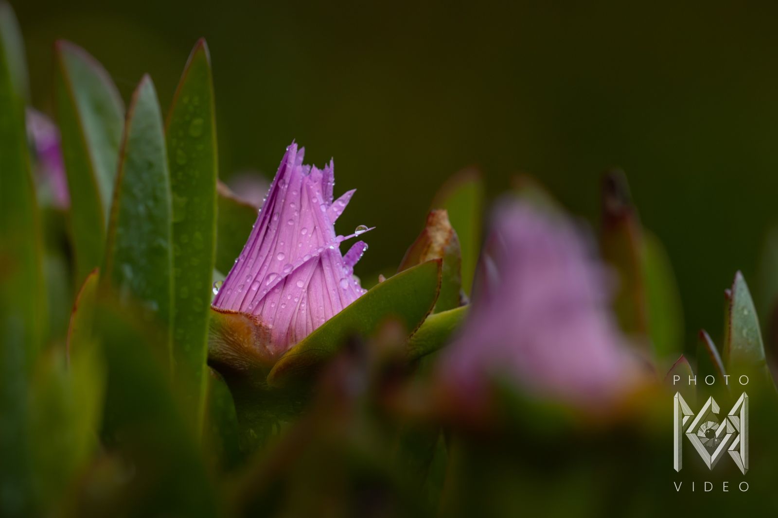 A pink ice plant flower beaded with raindrops, half open among green succulent leaves