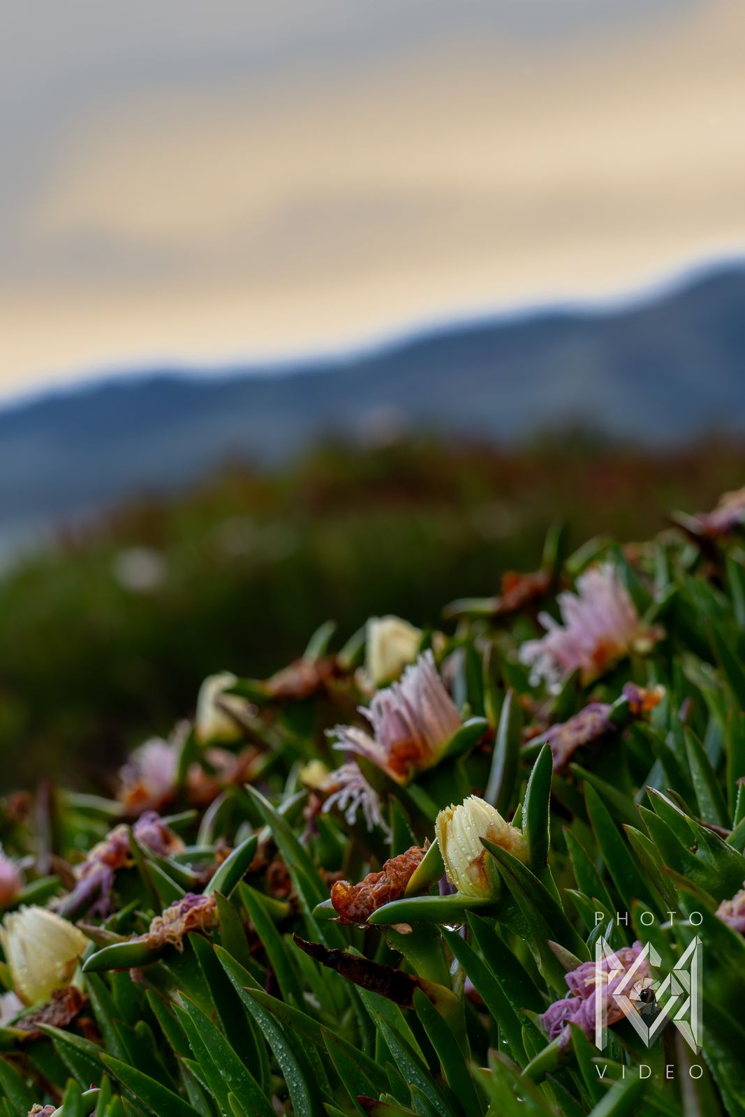 Rain-wet pink and cream ice plant flowers in the foreground, with blue hills under a pale golden sky