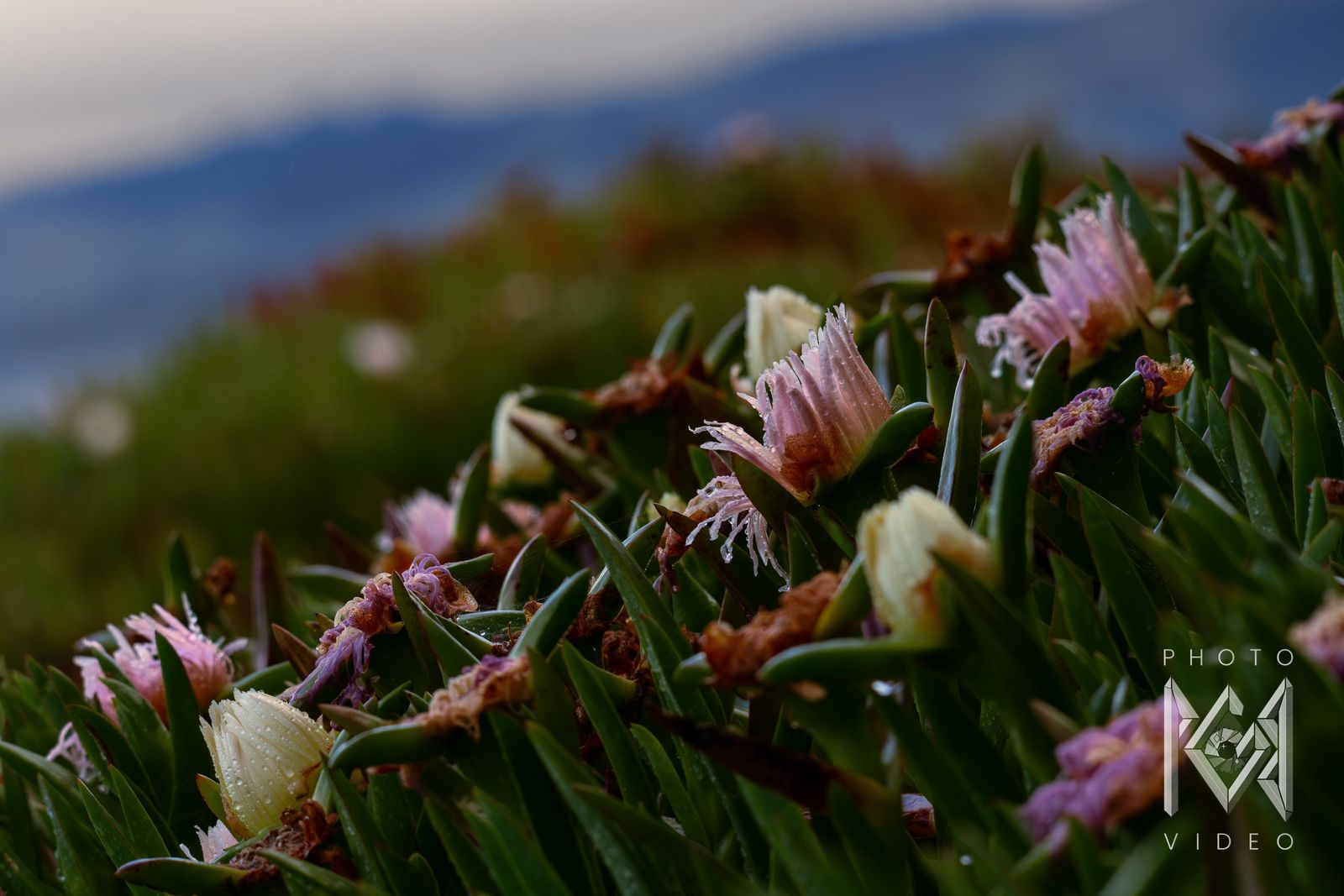 A bank of pink and cream ice plant flowers glistening with rain, blue hills blurred behind