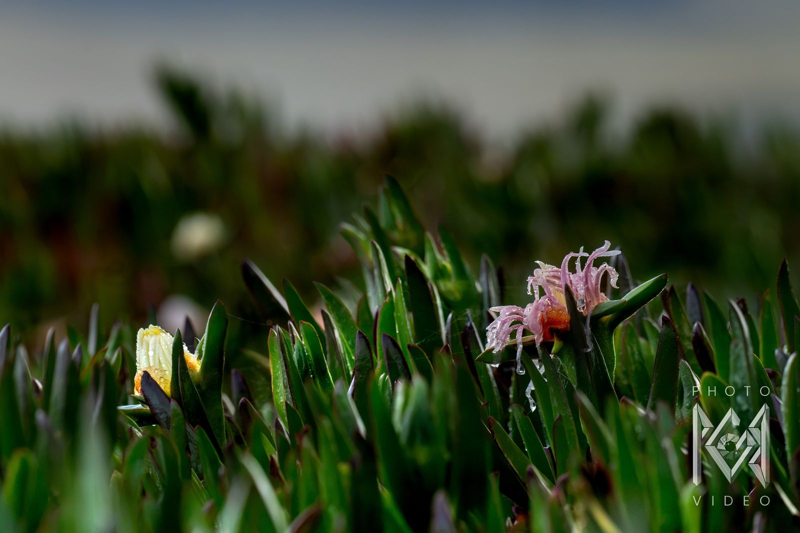 A single rain-soaked pink ice plant flower and a cream bud rising from dense green leaves
