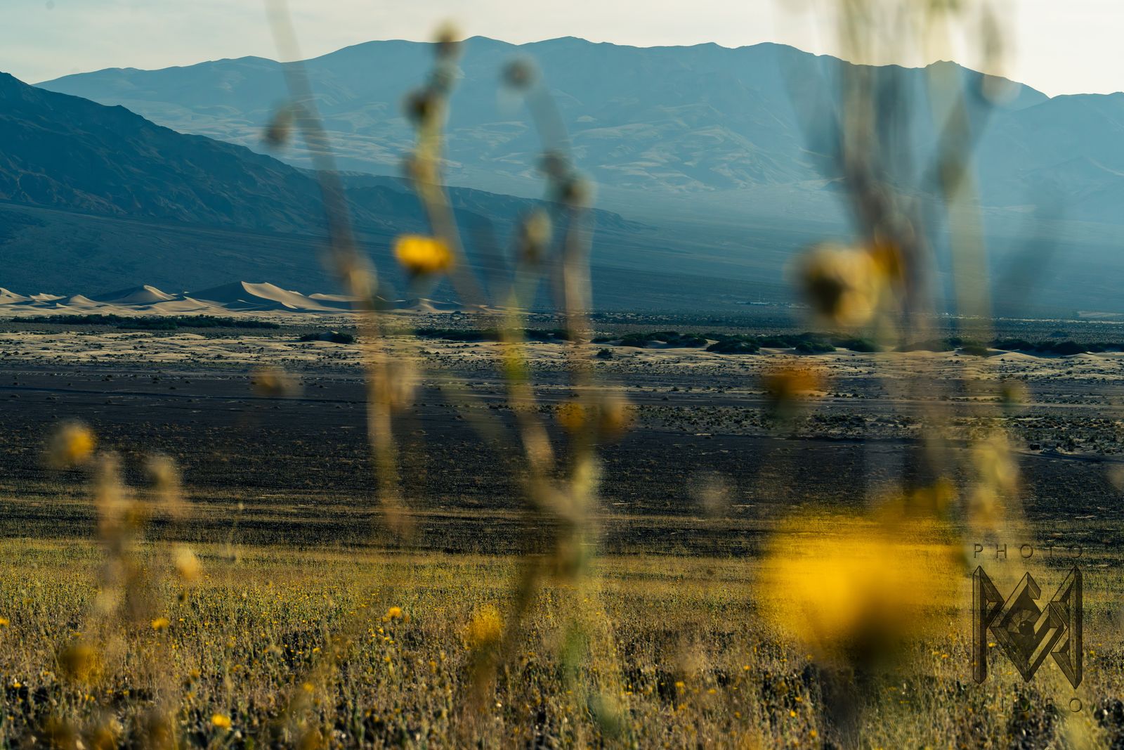 Out-of-focus yellow wildflowers framing a view across the valley floor to sand dunes and blue mountains