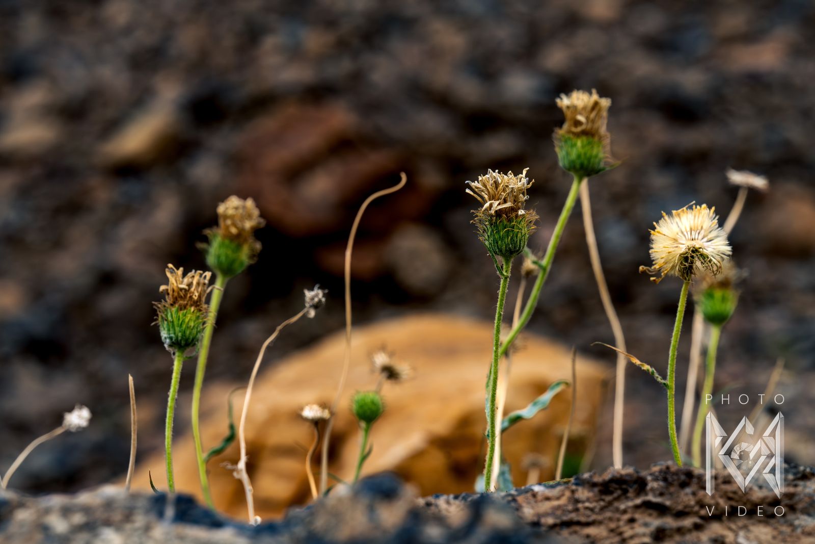 Dry, faded flower heads on slender green stems rising from dark volcanic rock