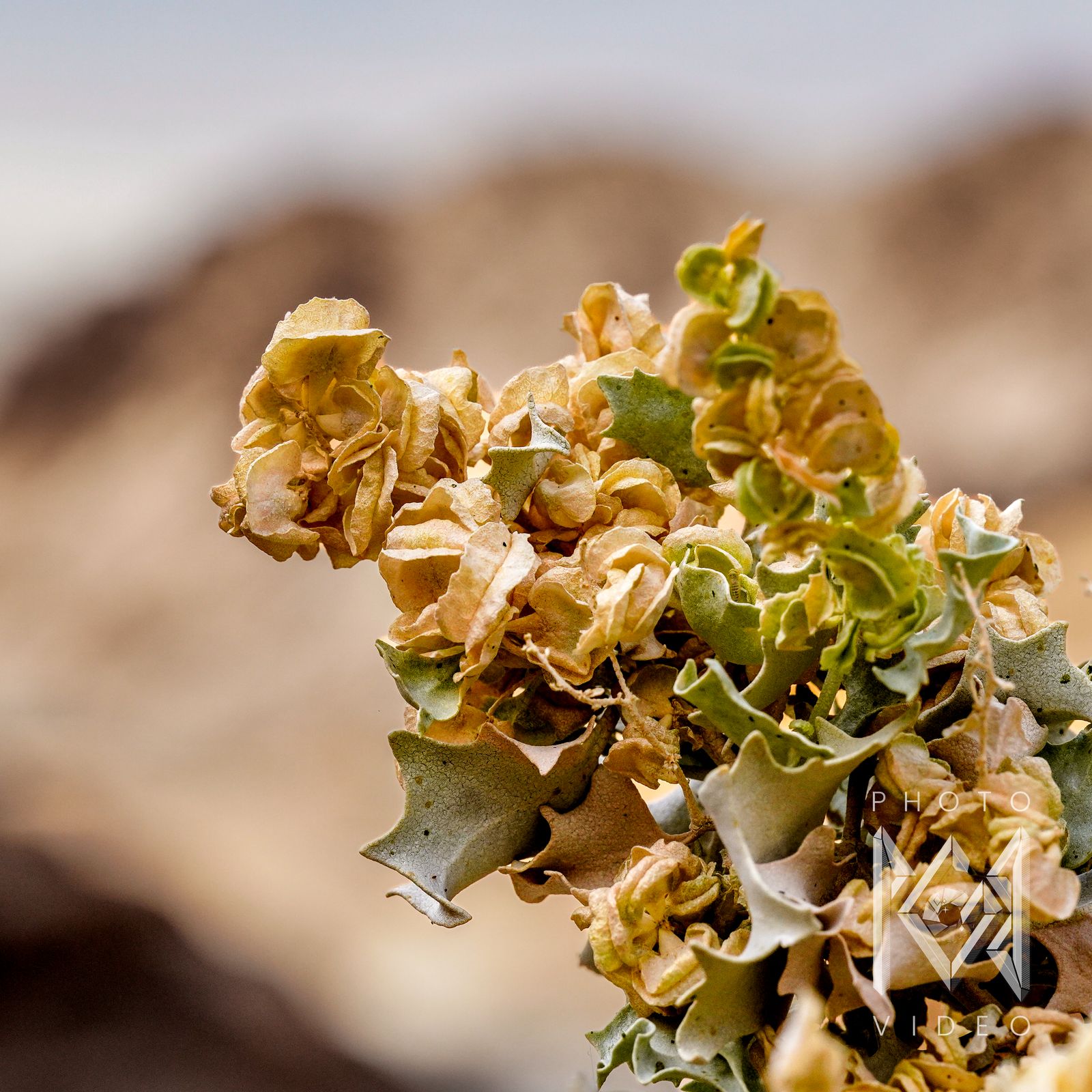 A cluster of papery cream and green saltbush leaves against a soft tan desert slope