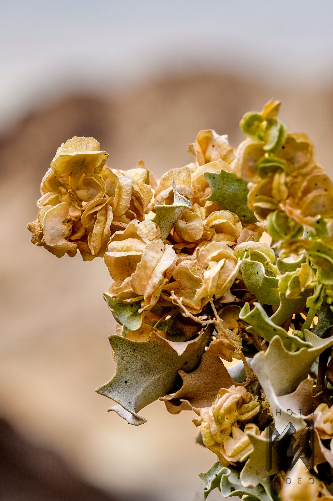 A cluster of papery cream and green saltbush leaves against a soft tan desert slope, in a tall crop