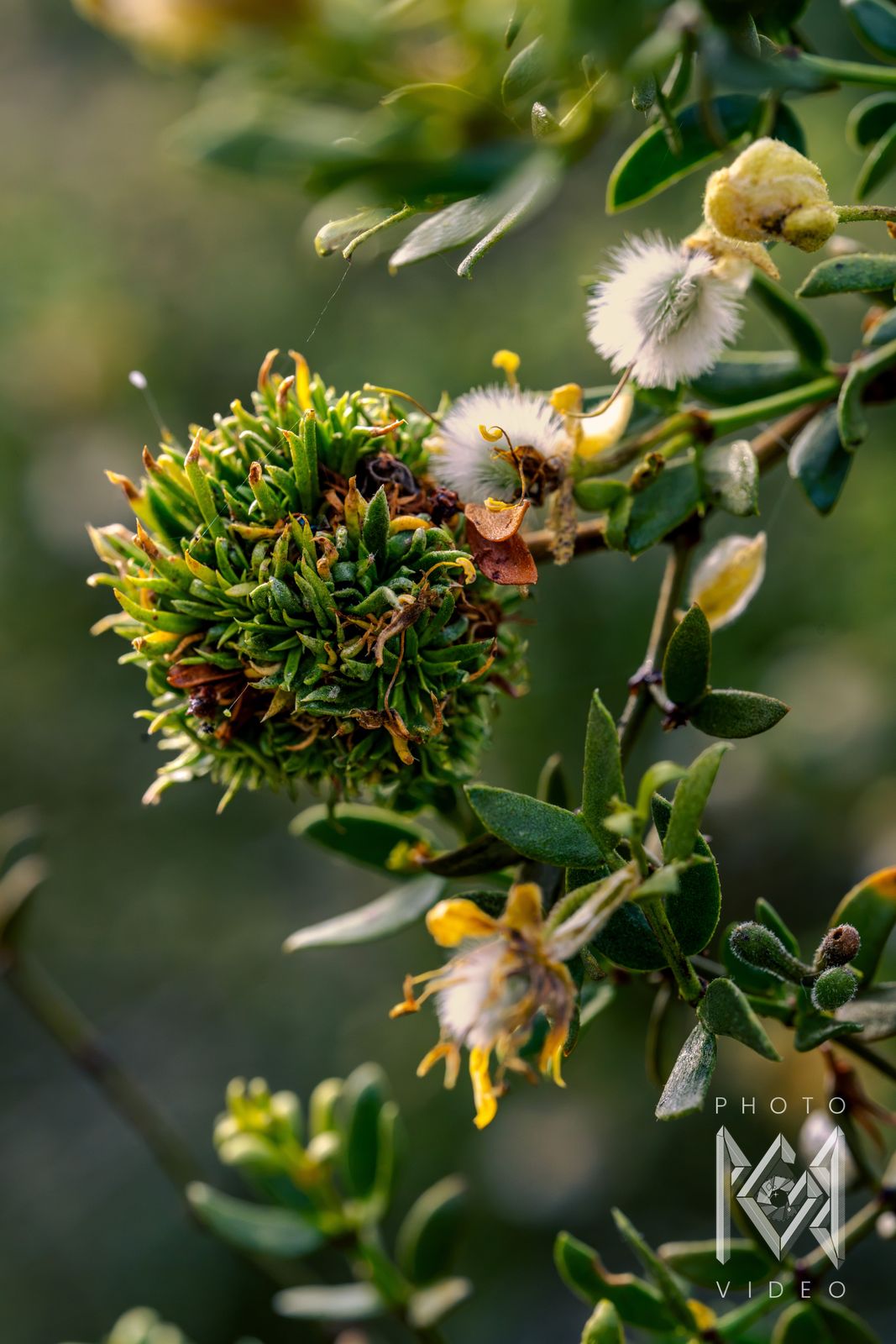 A creosote bush branch with a round green leaf gall, fuzzy white seed heads and fading yellow flowers