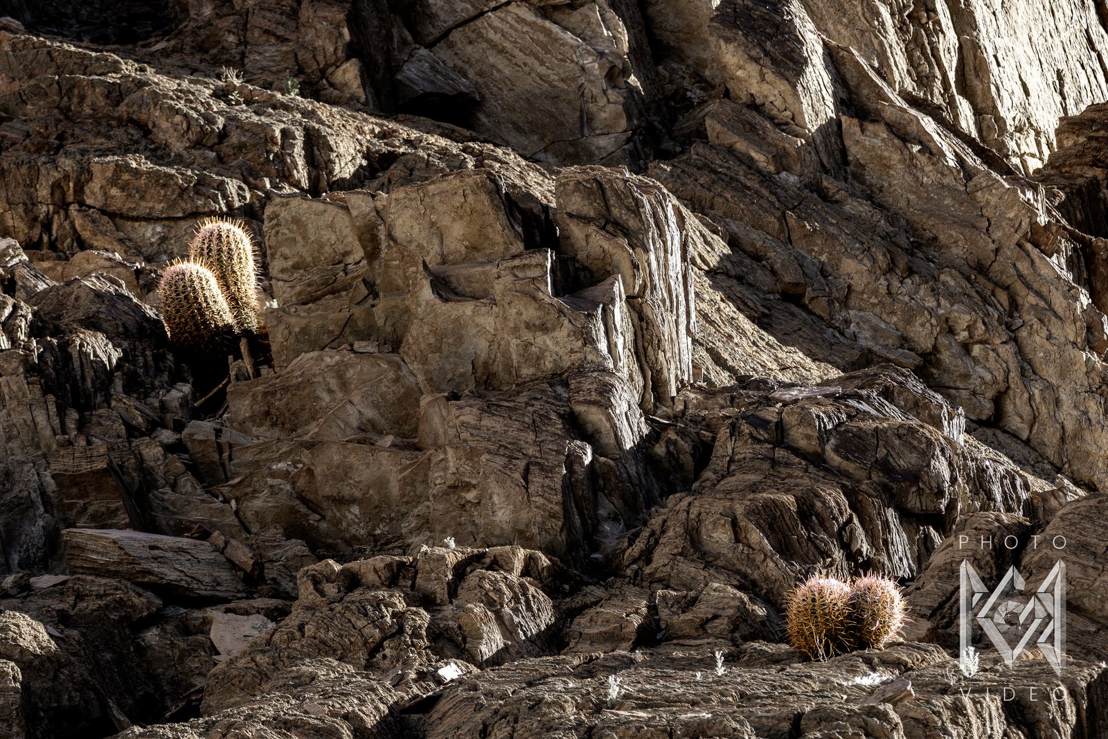Small barrel cacti catching the light on ledges of layered brown rock