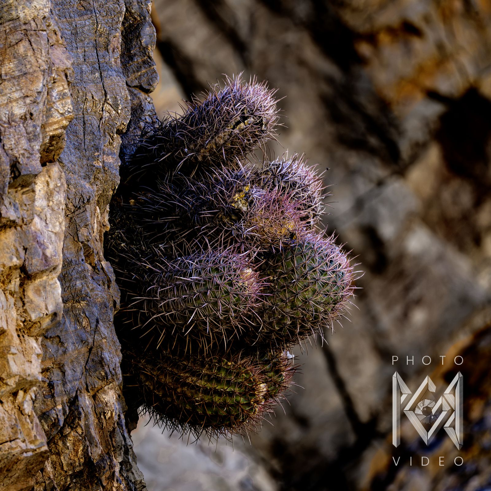 A clump of barrel cacti with purple-tipped spines clinging to a dark rock wall