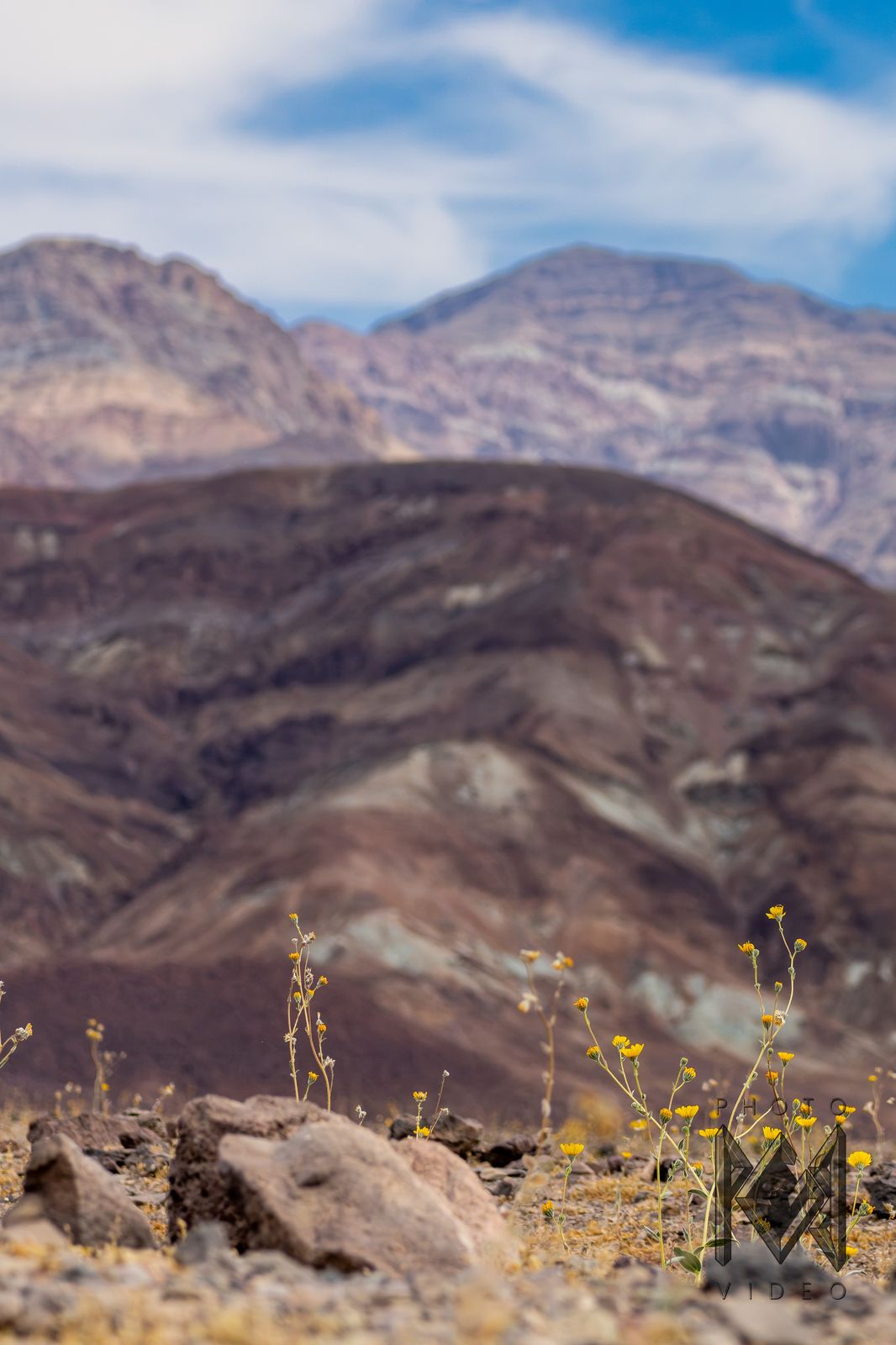 Yellow desert wildflowers among stones in front of red and purple striped mountains under a blue sky