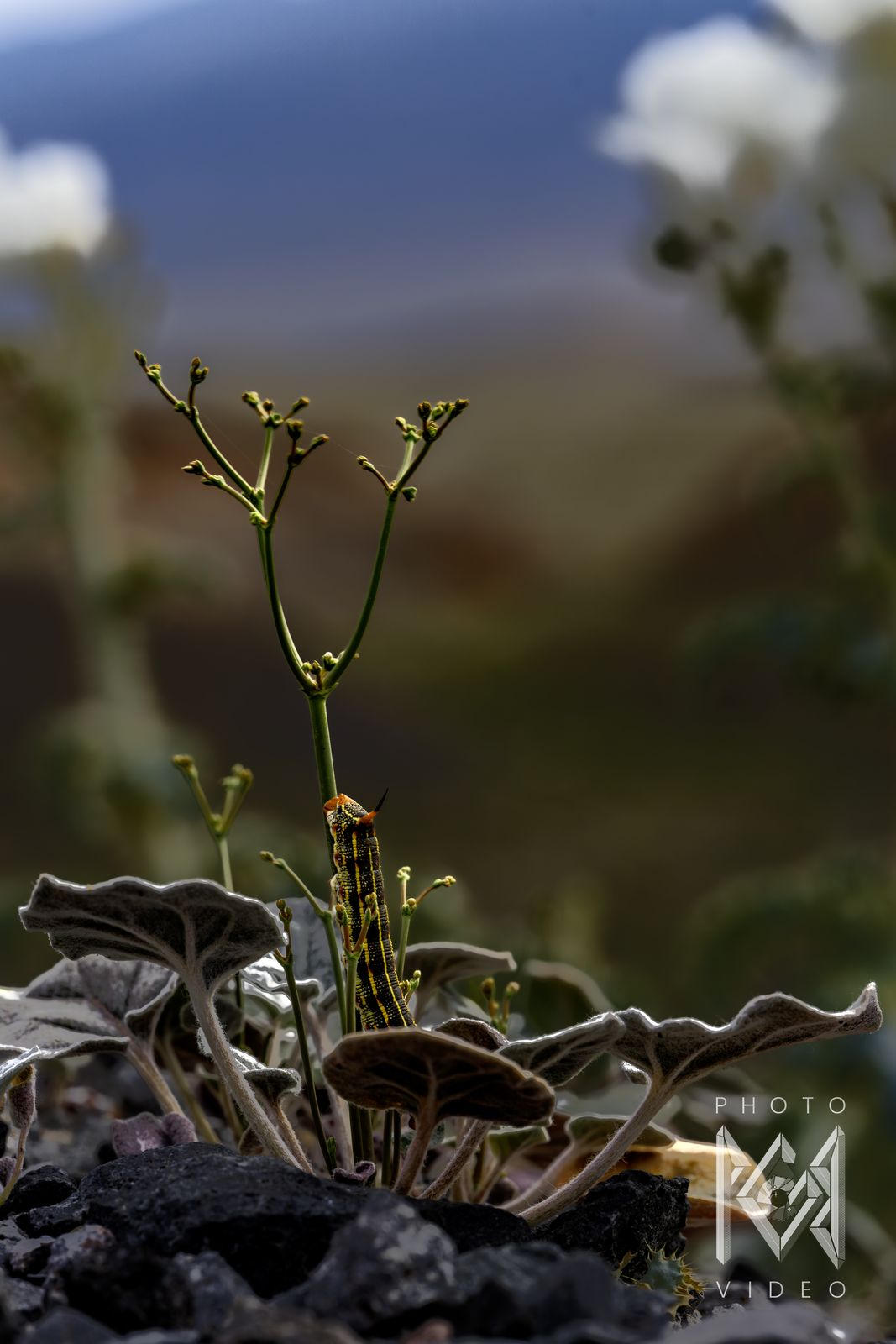 A small desert plant with grey crinkled leaves and white flowers growing from dark gravel