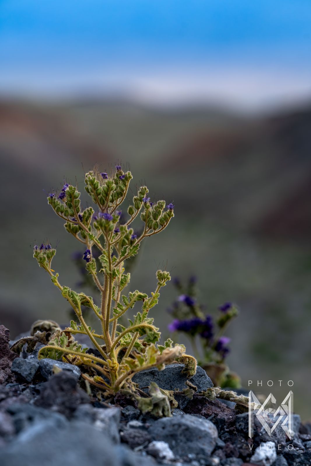 A hairy green phacelia plant with small purple flowers growing from grey rocks, hills blurred behind