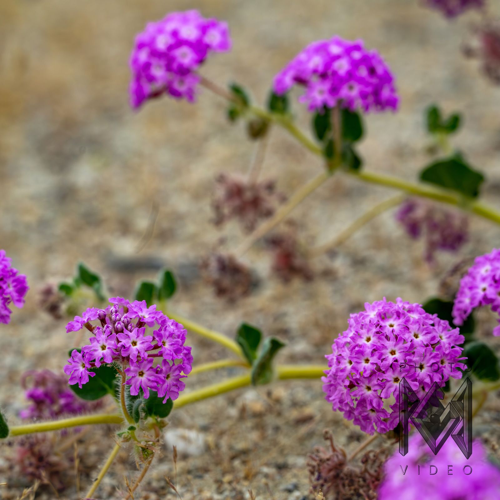 Clusters of bright pink sand verbena flowers on trailing stems over sandy ground