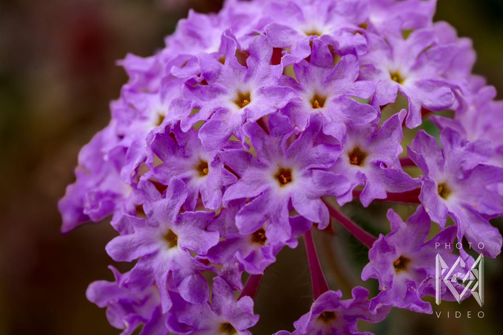 A close-up of a dome of lilac sand verbena flowers with golden centres