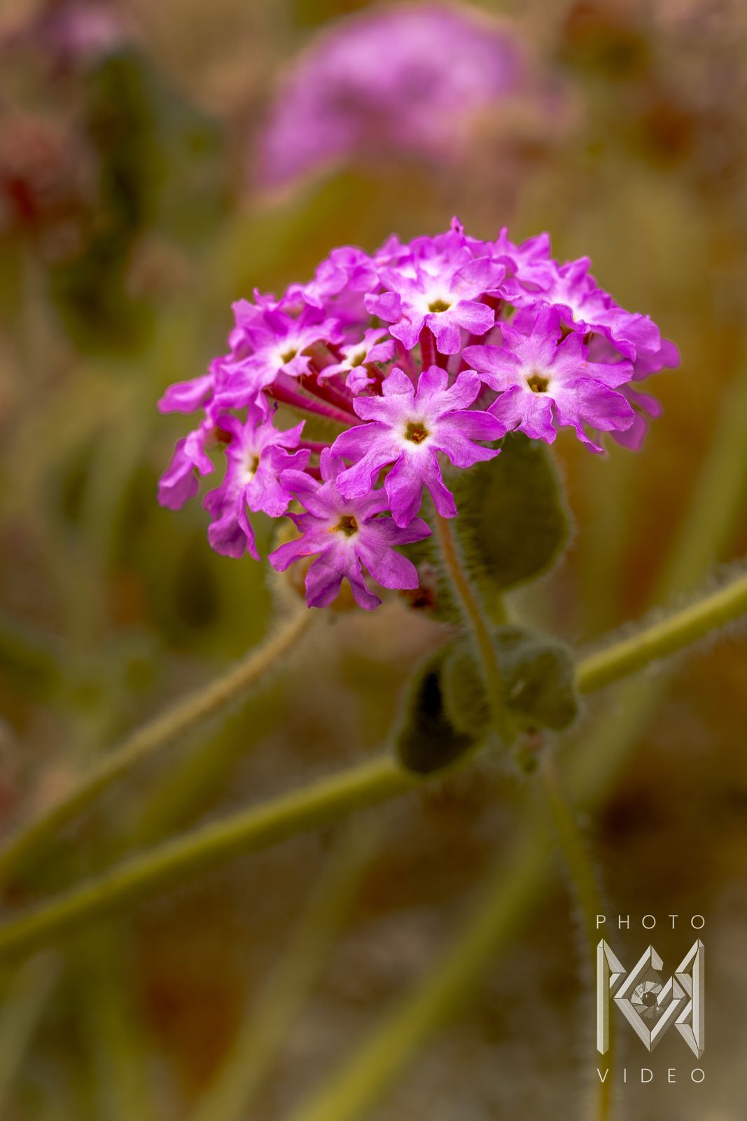 A single cluster of pink sand verbena flowers on a fuzzy green stem, more blooms blurred behind