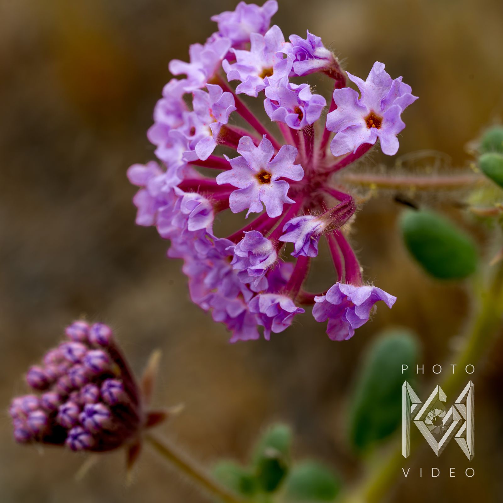 A lilac sand verbena flower head on red stalks beside a tight cluster of purple buds