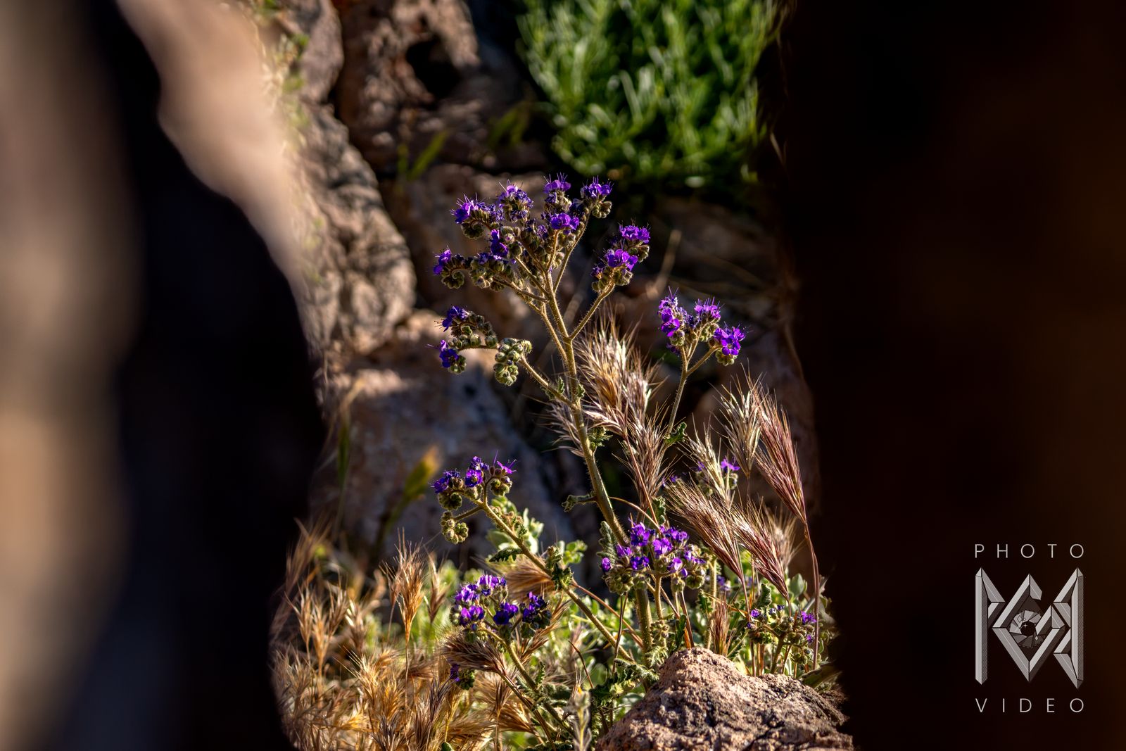 Purple phacelia and dry foxtail grasses growing from a sunlit gap between dark rocks
