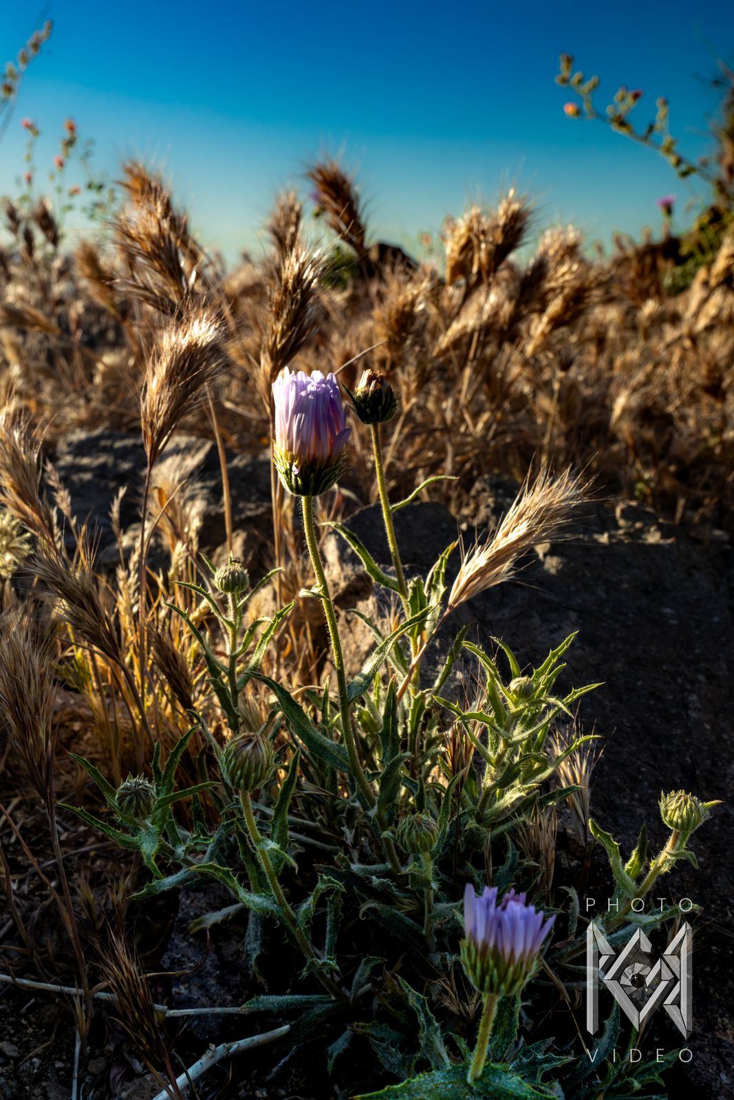 Golden dry grasses and small purple wildflowers on a rocky slope under a deep blue sky