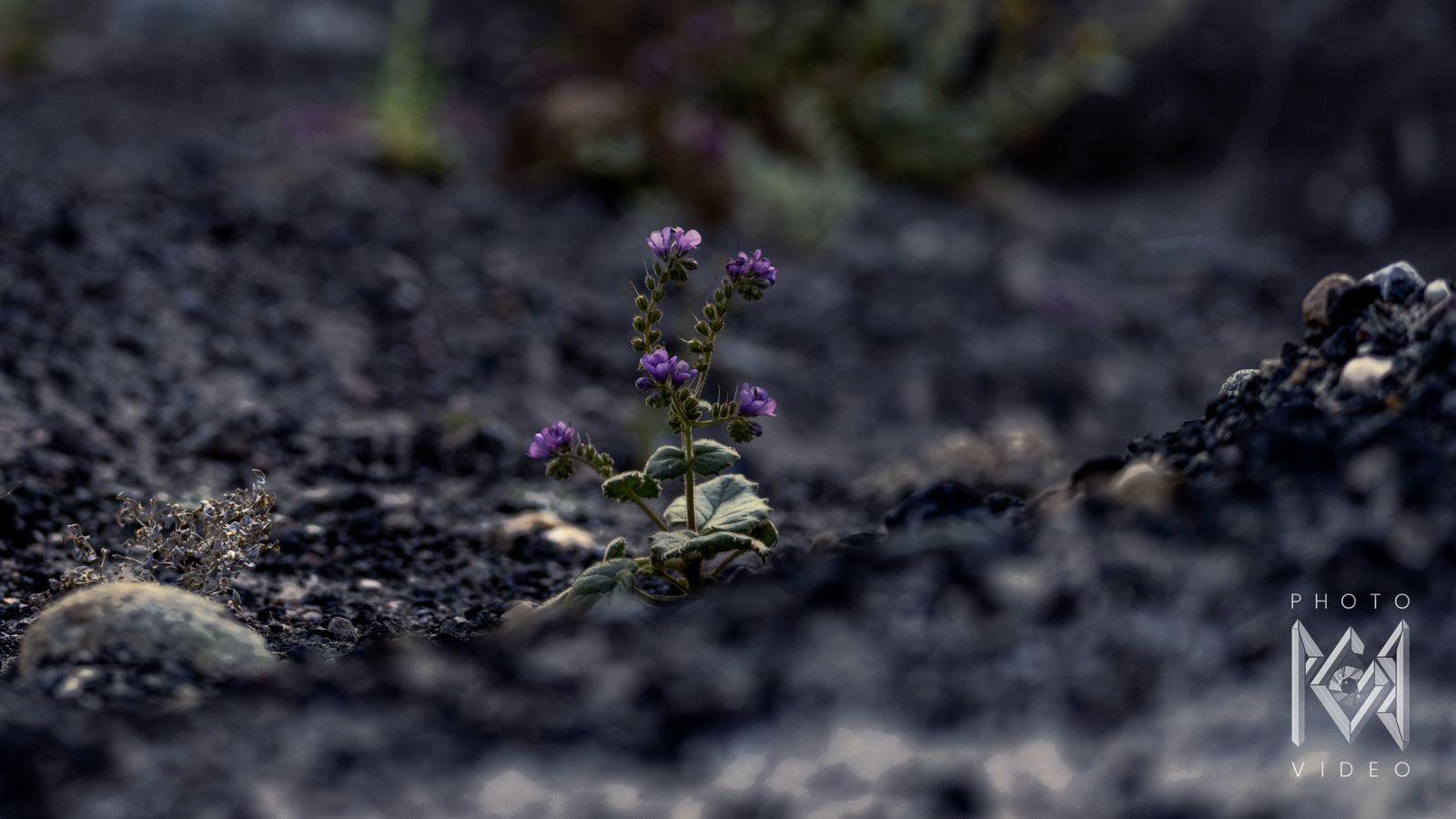 A single small purple wildflower growing alone from dark volcanic gravel