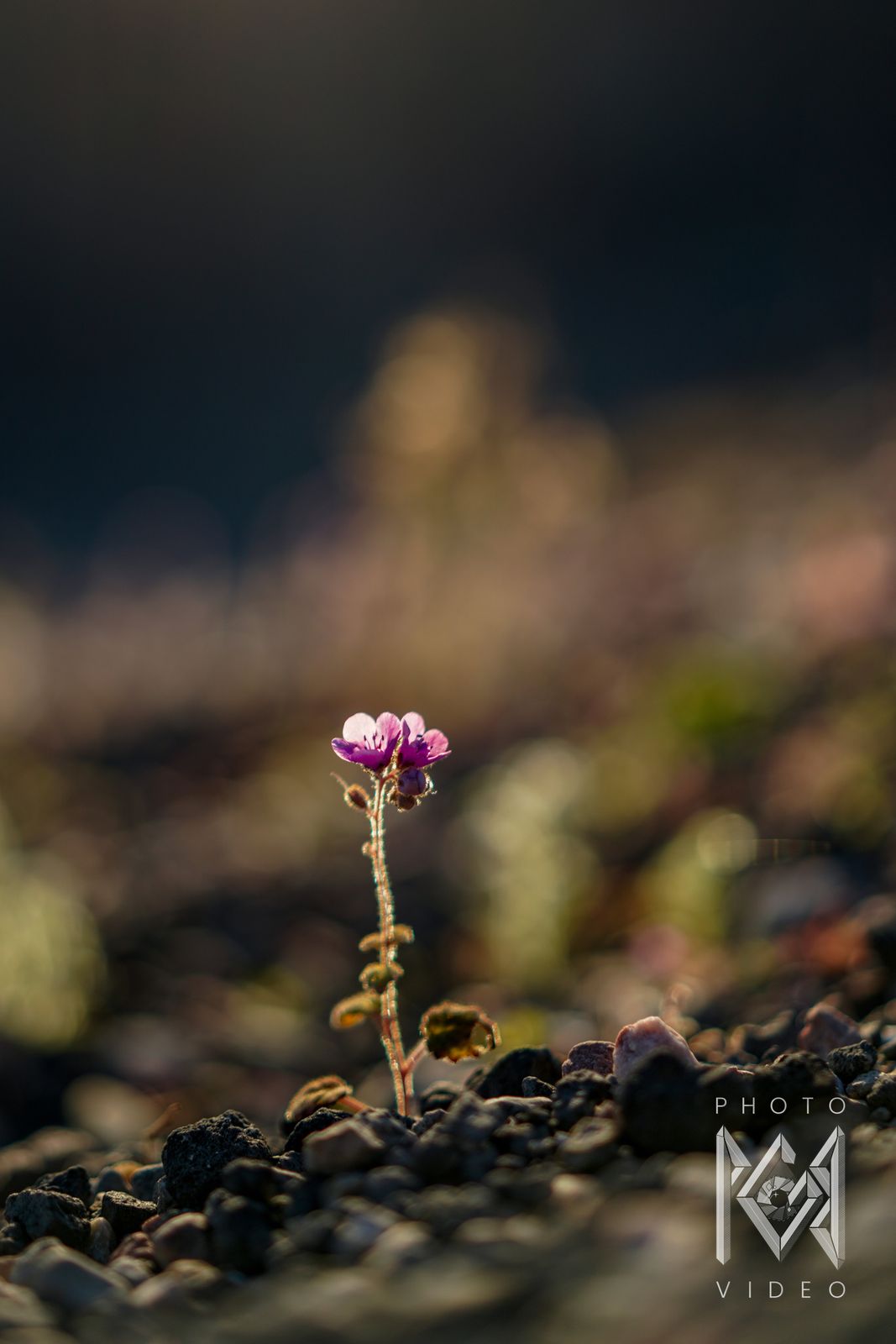 One tiny pink flower on a slender hairy stem, backlit above dark pebbles