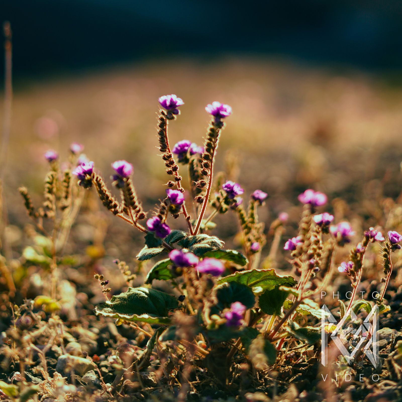 Backlit pink phacelia flowers on curling stems rising from stony ground