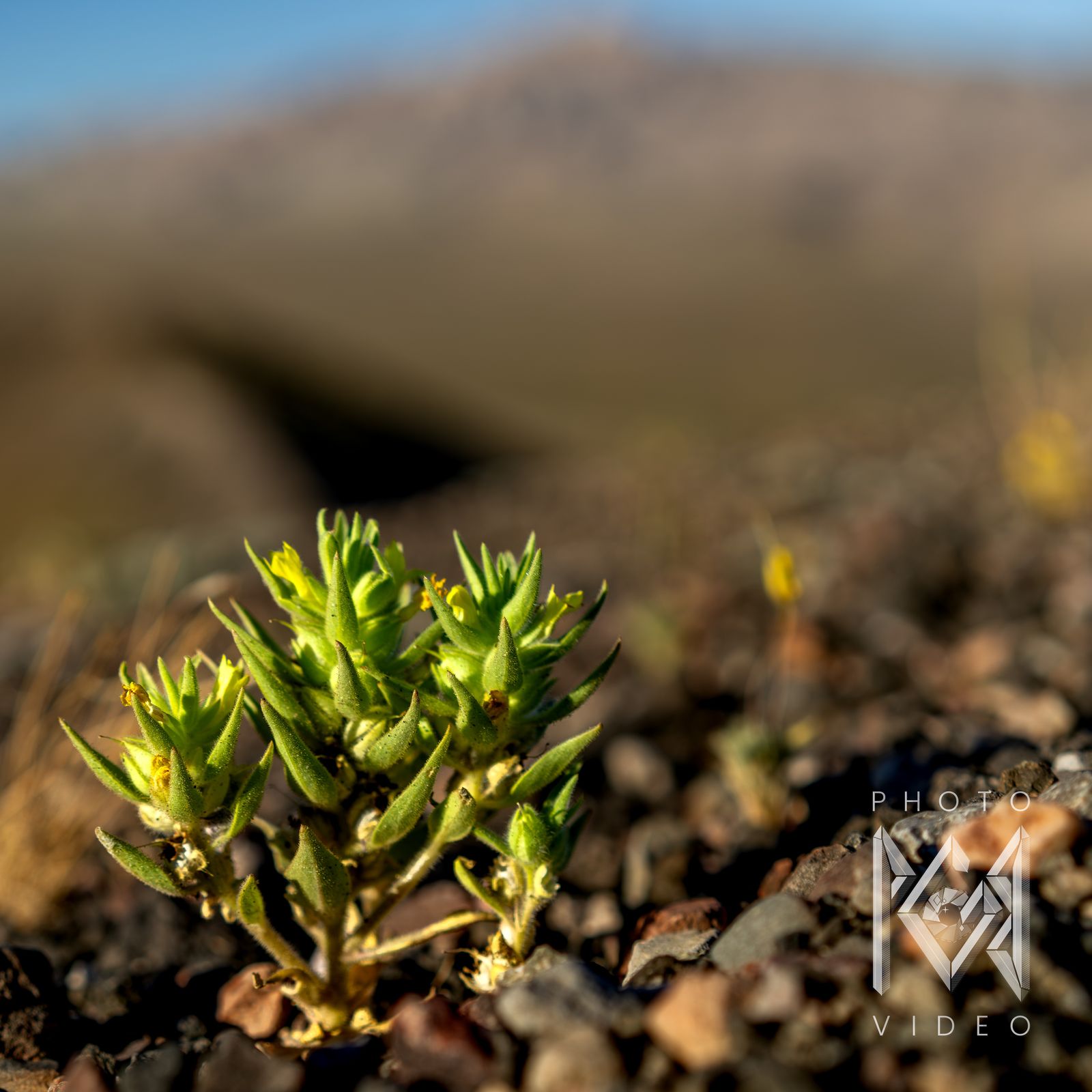 A small spiky green plant with tiny yellow flowers in gravel, a blurred mountain behind