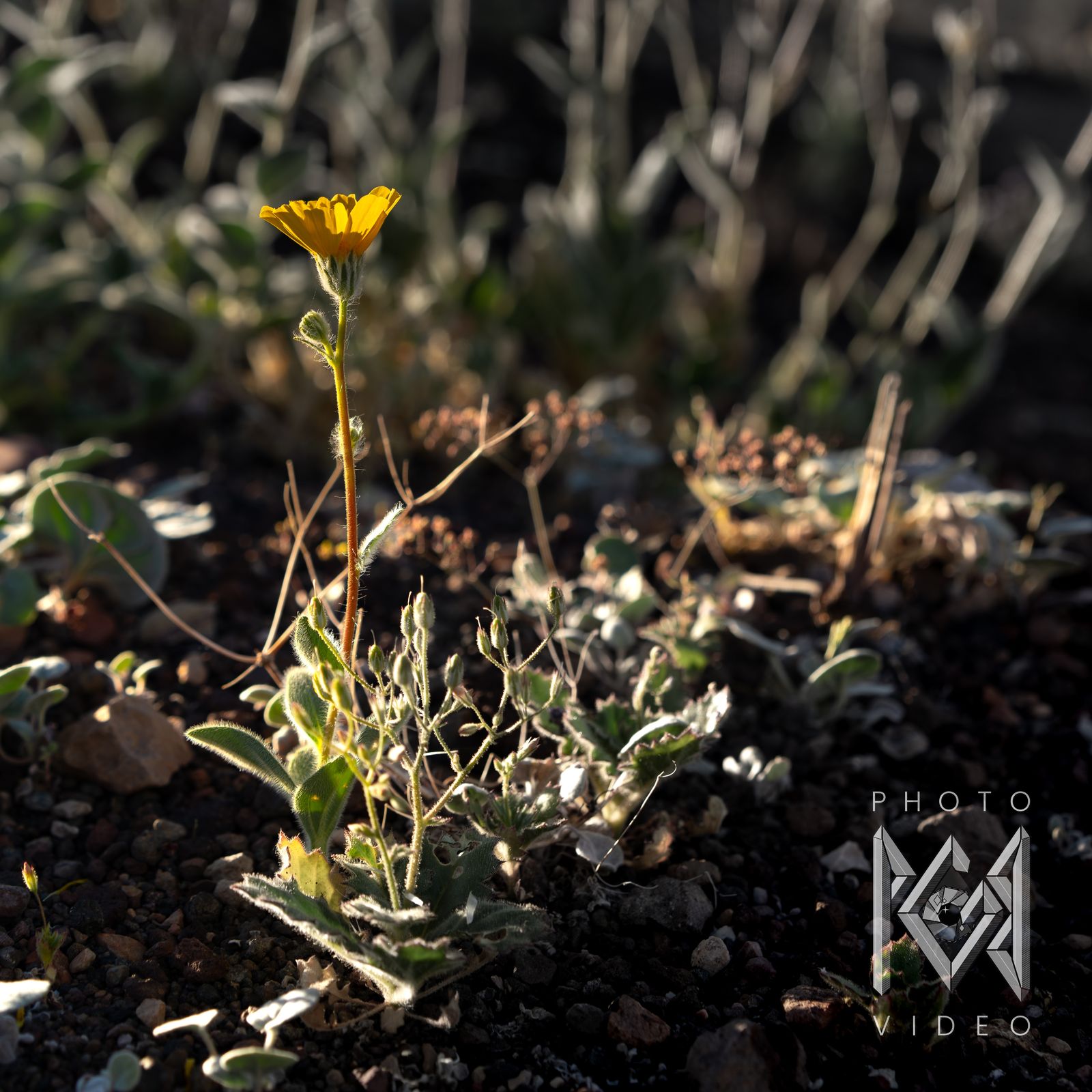 A single yellow desert flower on a tall stem above silvery leaves, catching low sunlight