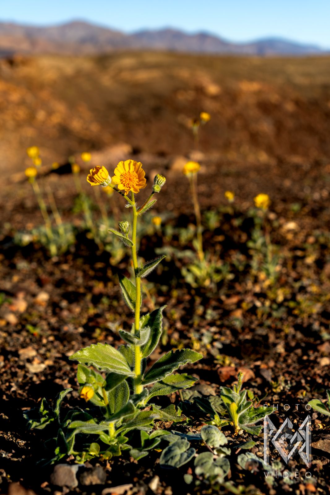 Yellow desert flowers on red-brown stony ground stretching to distant mountains