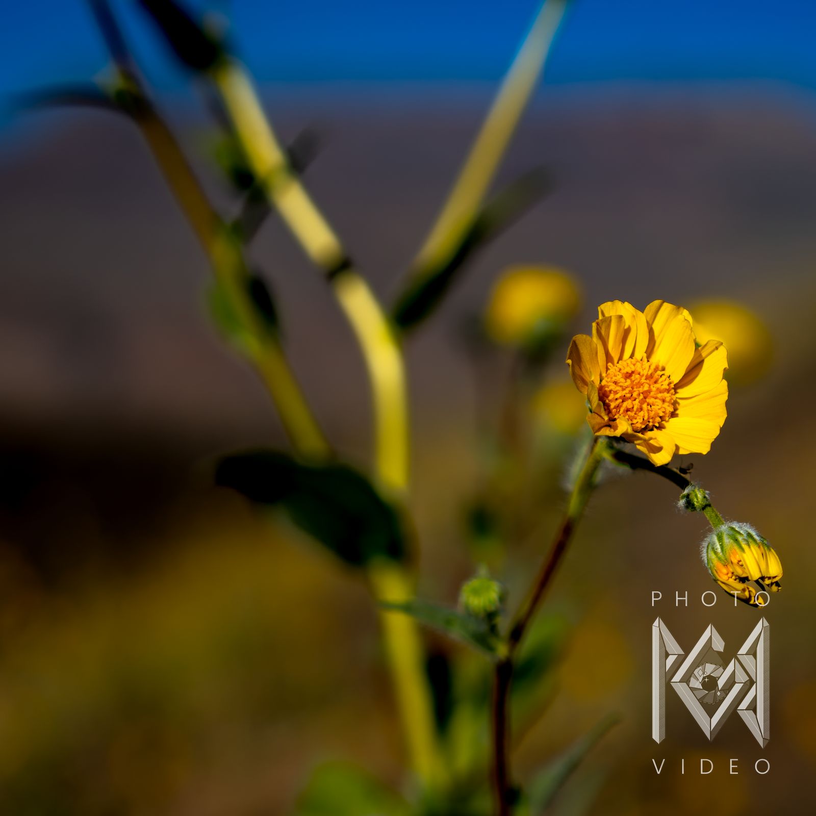 A golden desert sunflower with an orange centre and a drooping bud against a blue and brown blur