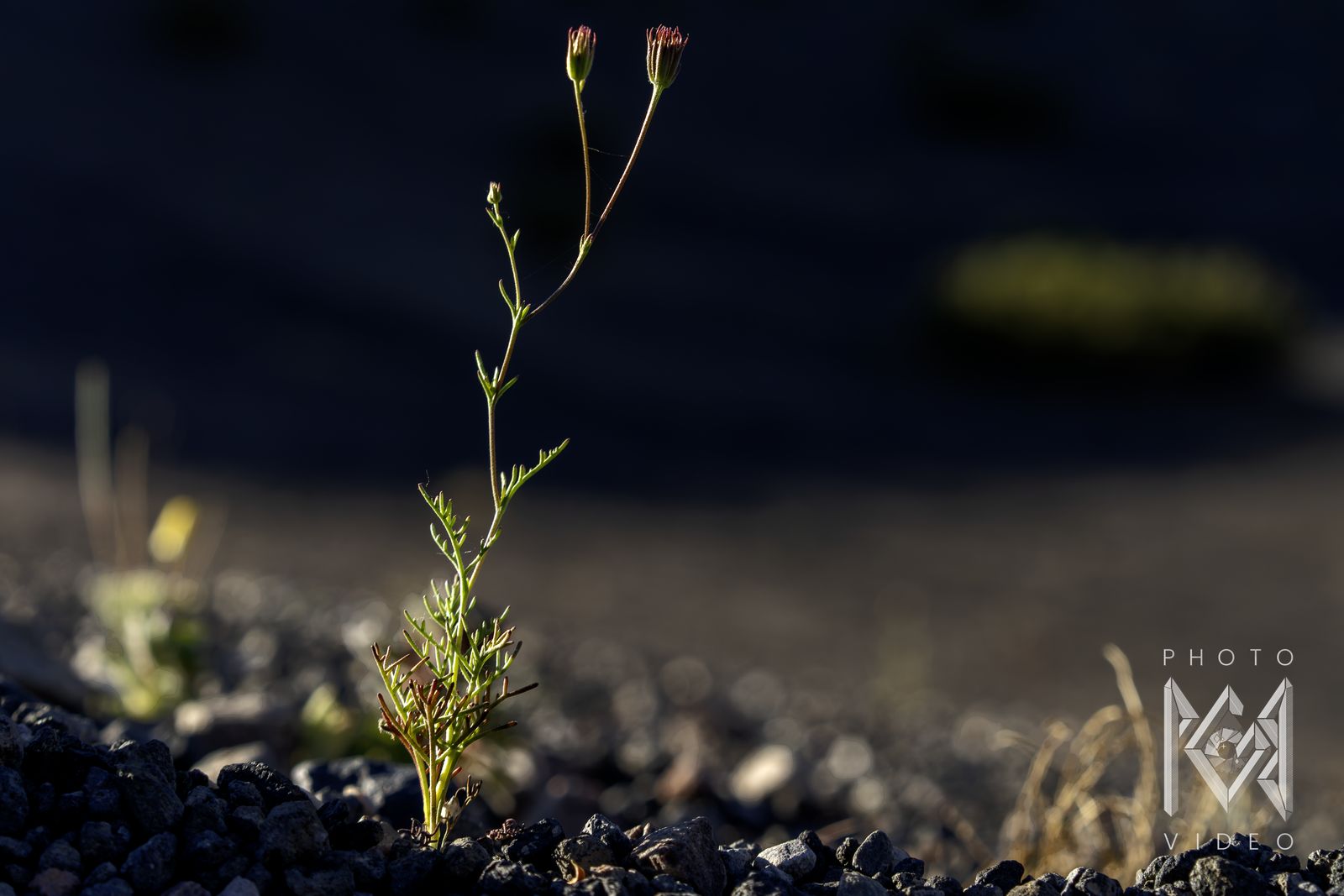 A slender plant with two tiny flower buds rising from dark gravel in low light