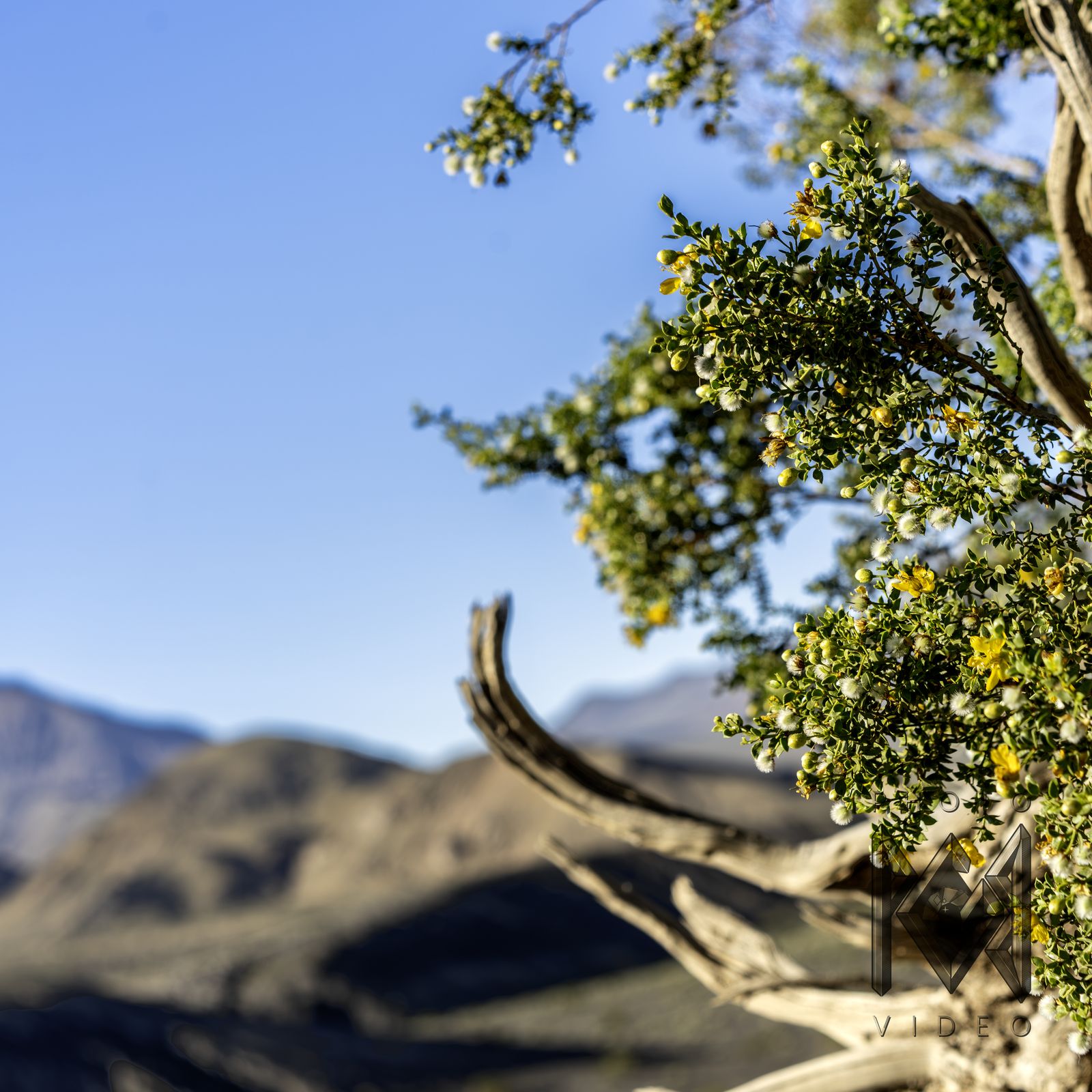 Gnarled branches of a desert shrub against a clear sky, with sunlit mountains beyond