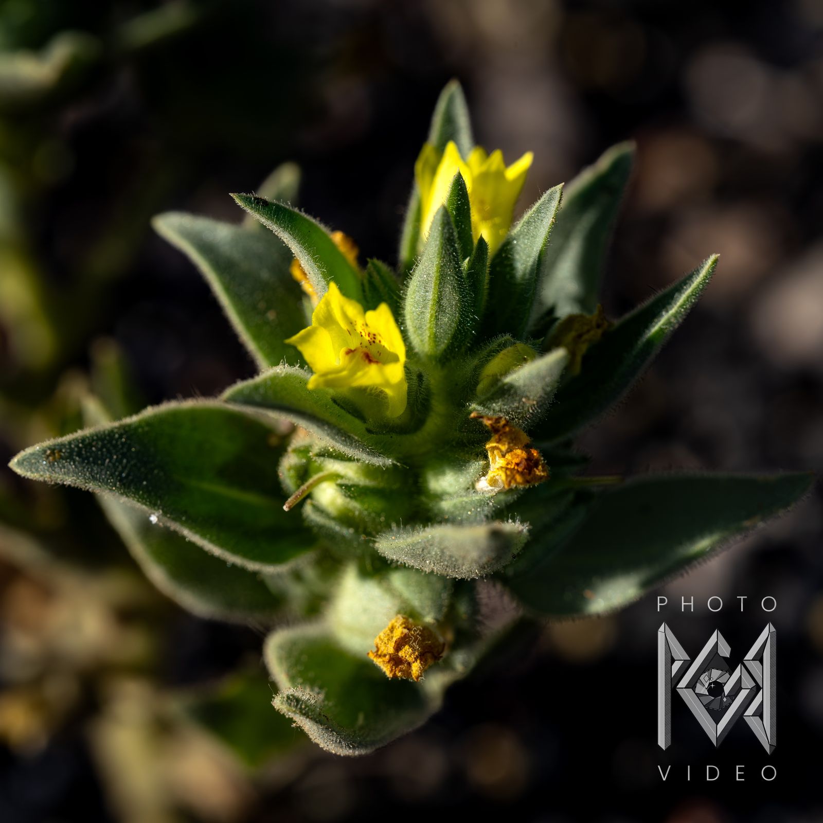 A fuzzy green plant with small yellow flowers, seen from above against dark ground